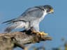 Peregrine Falcon