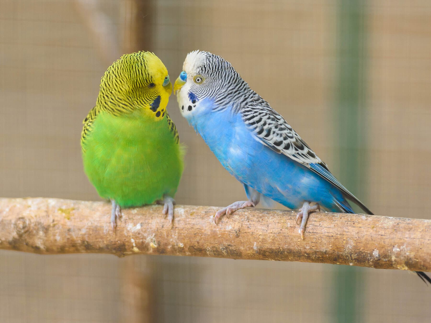 Pet budgie