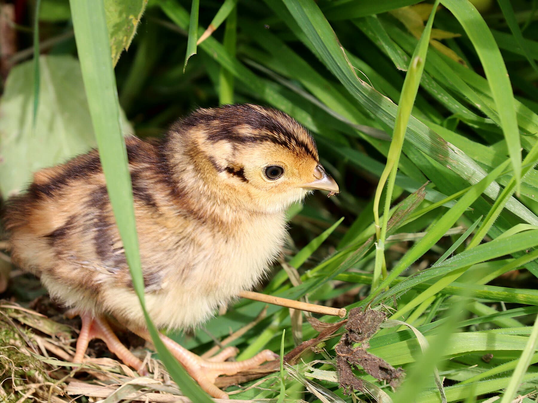 Pheasant chick