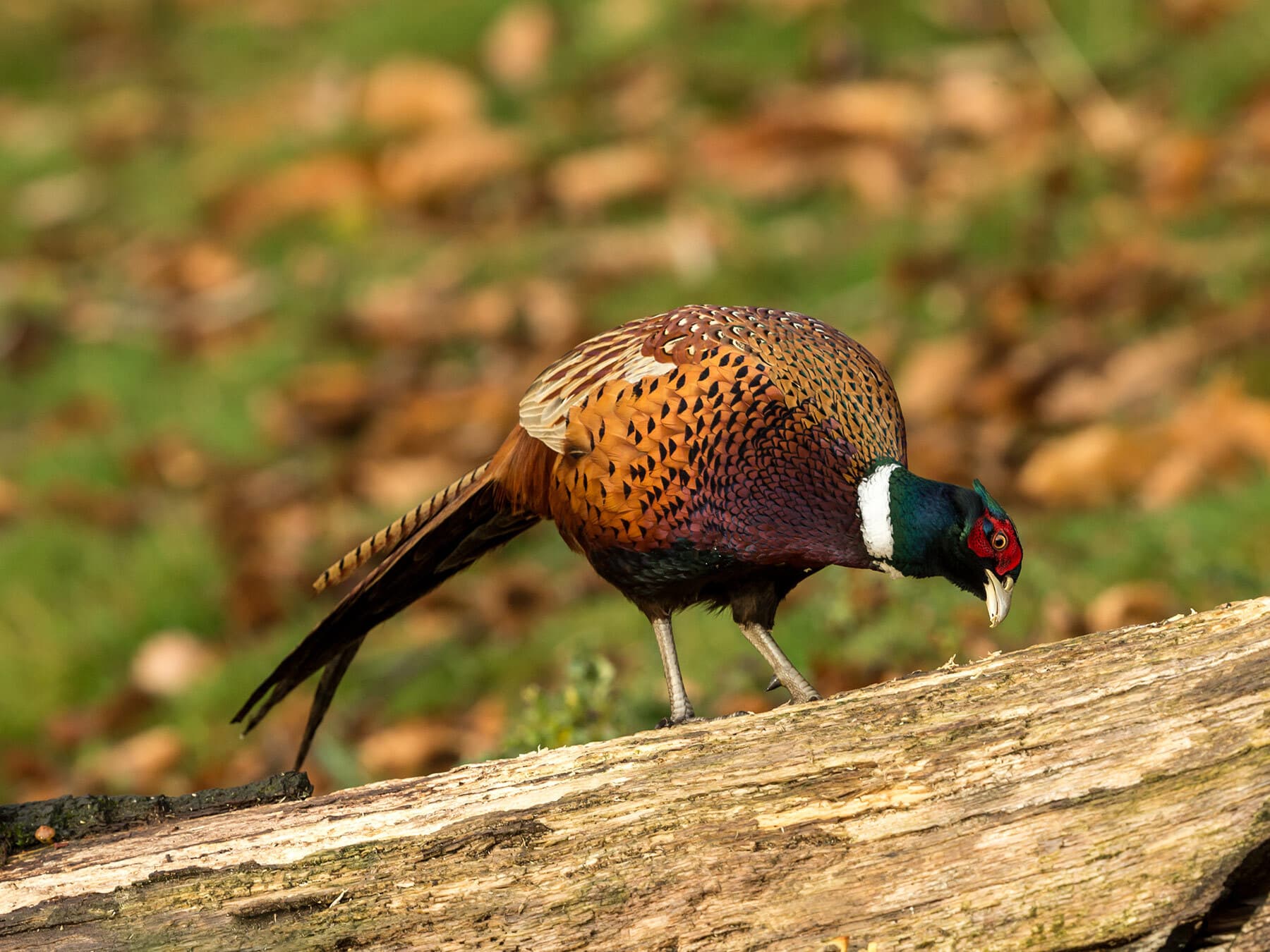 Pheasant eating insect
