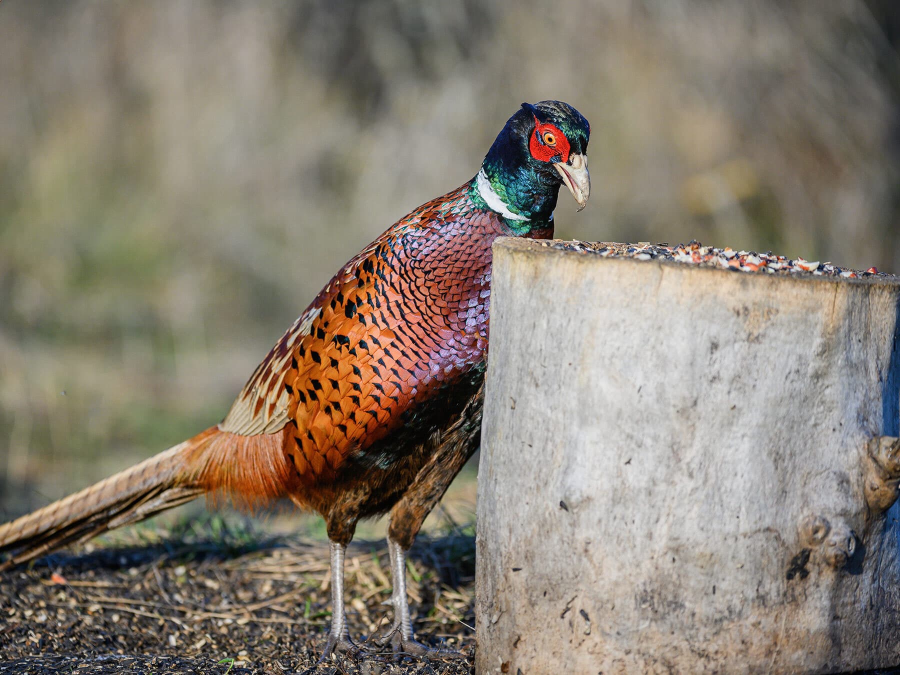 Pheasant eating seeds