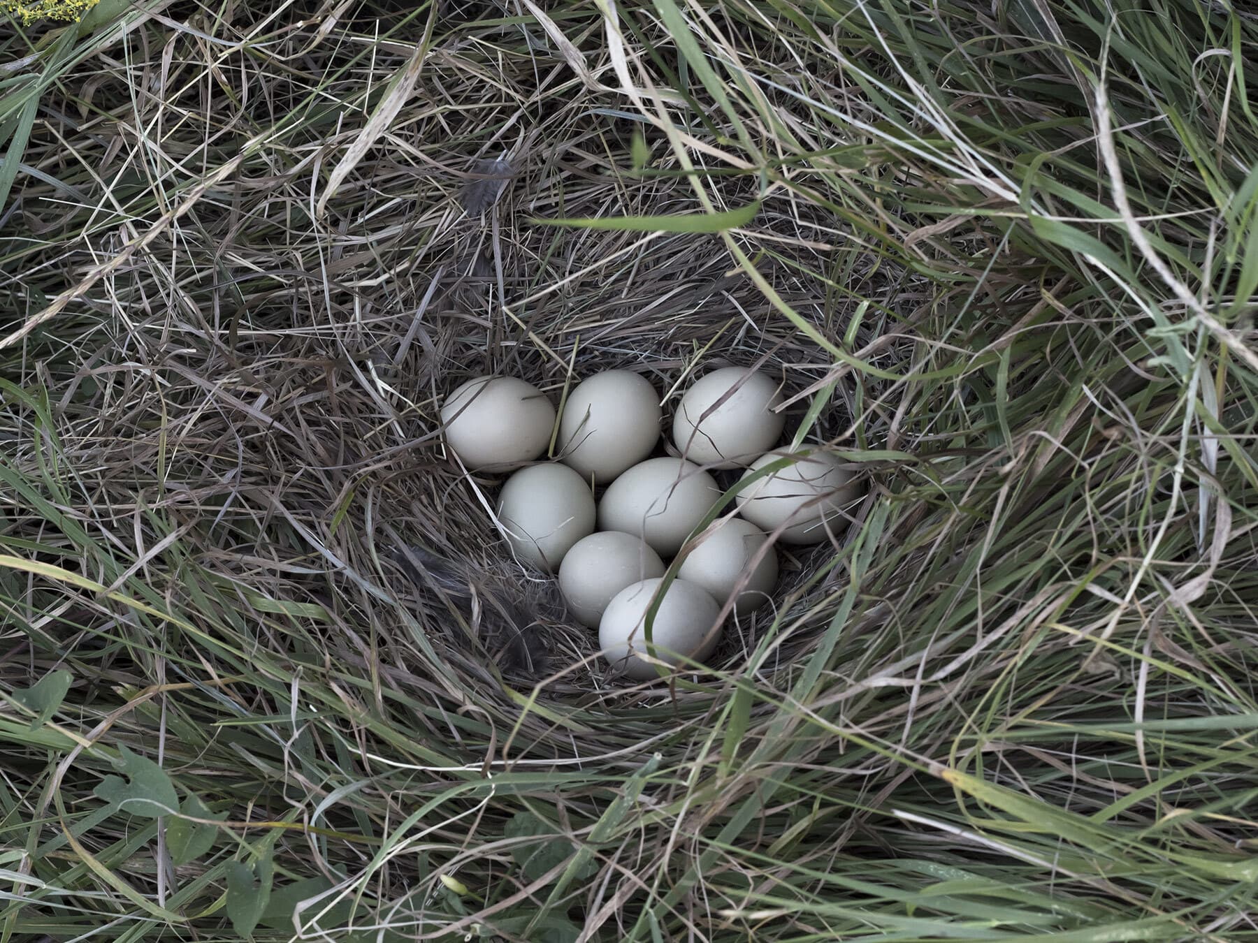Pheasant eggs in nest