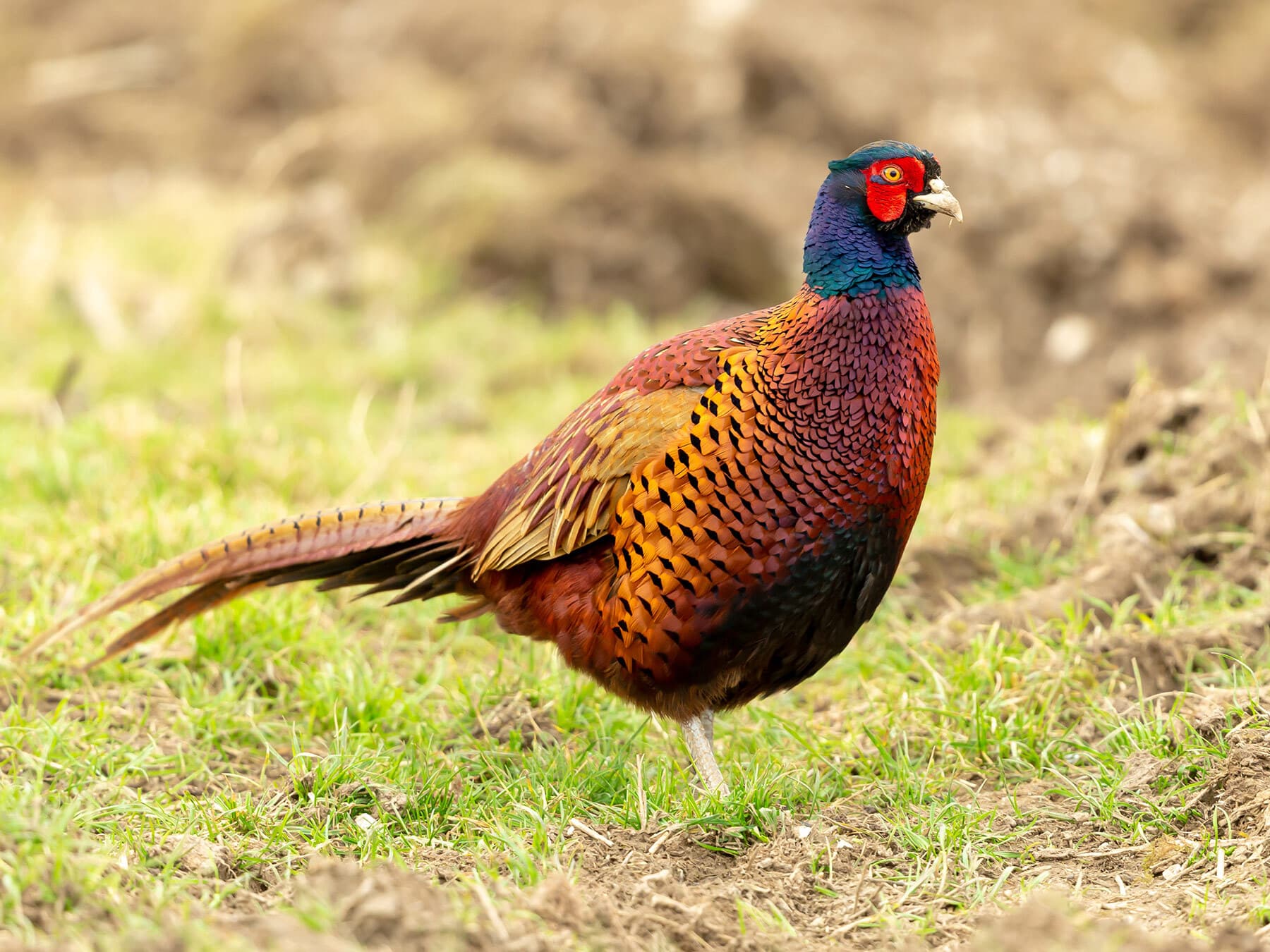 Pheasant foraging