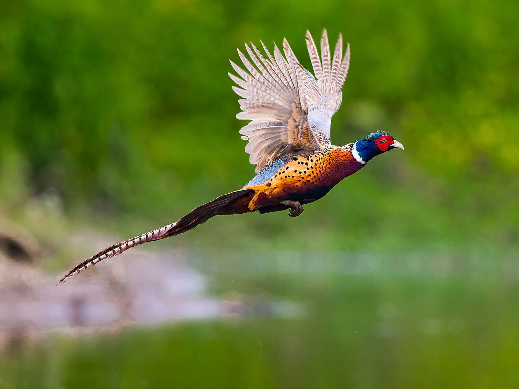 Pheasant in flight