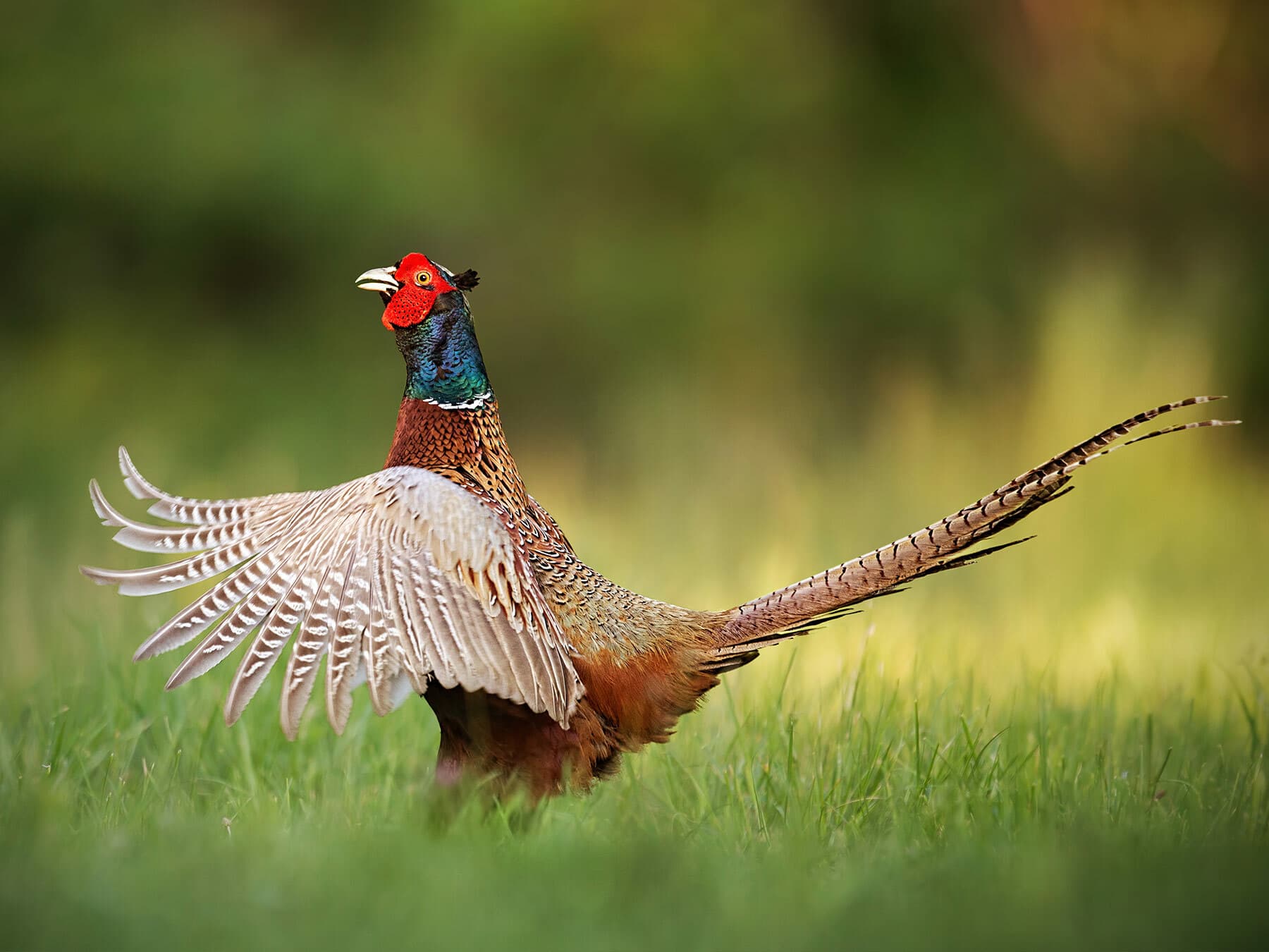 Common Pheasant with spread wings