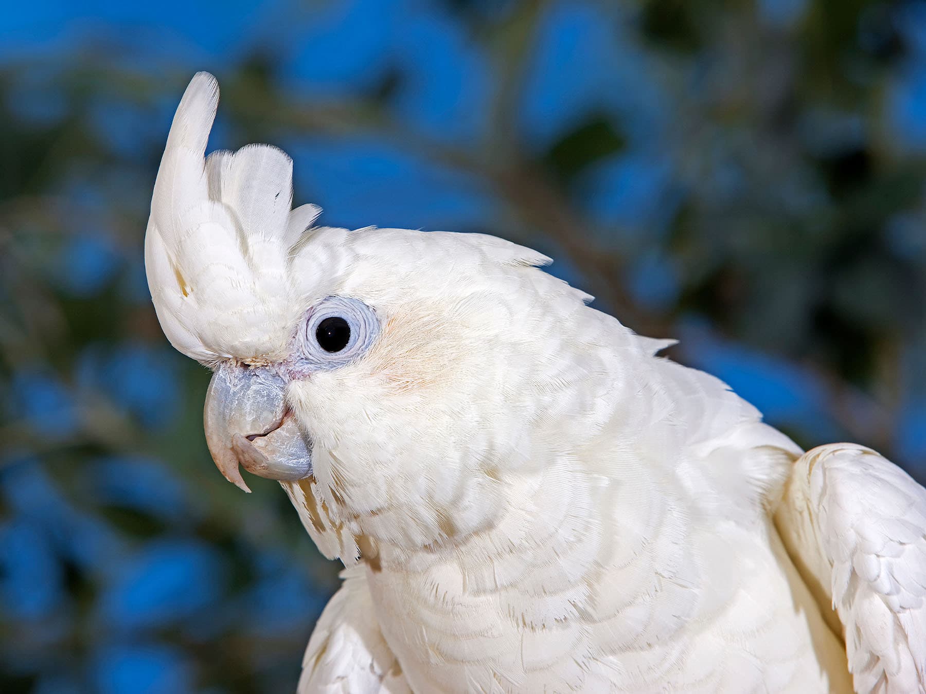 Portrait of a Philippine Cockatoo