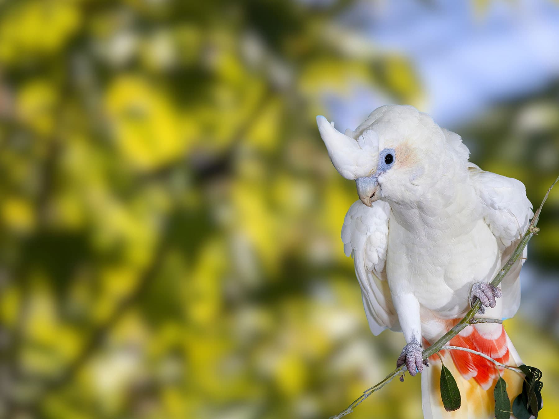 Philippine Cockatoo