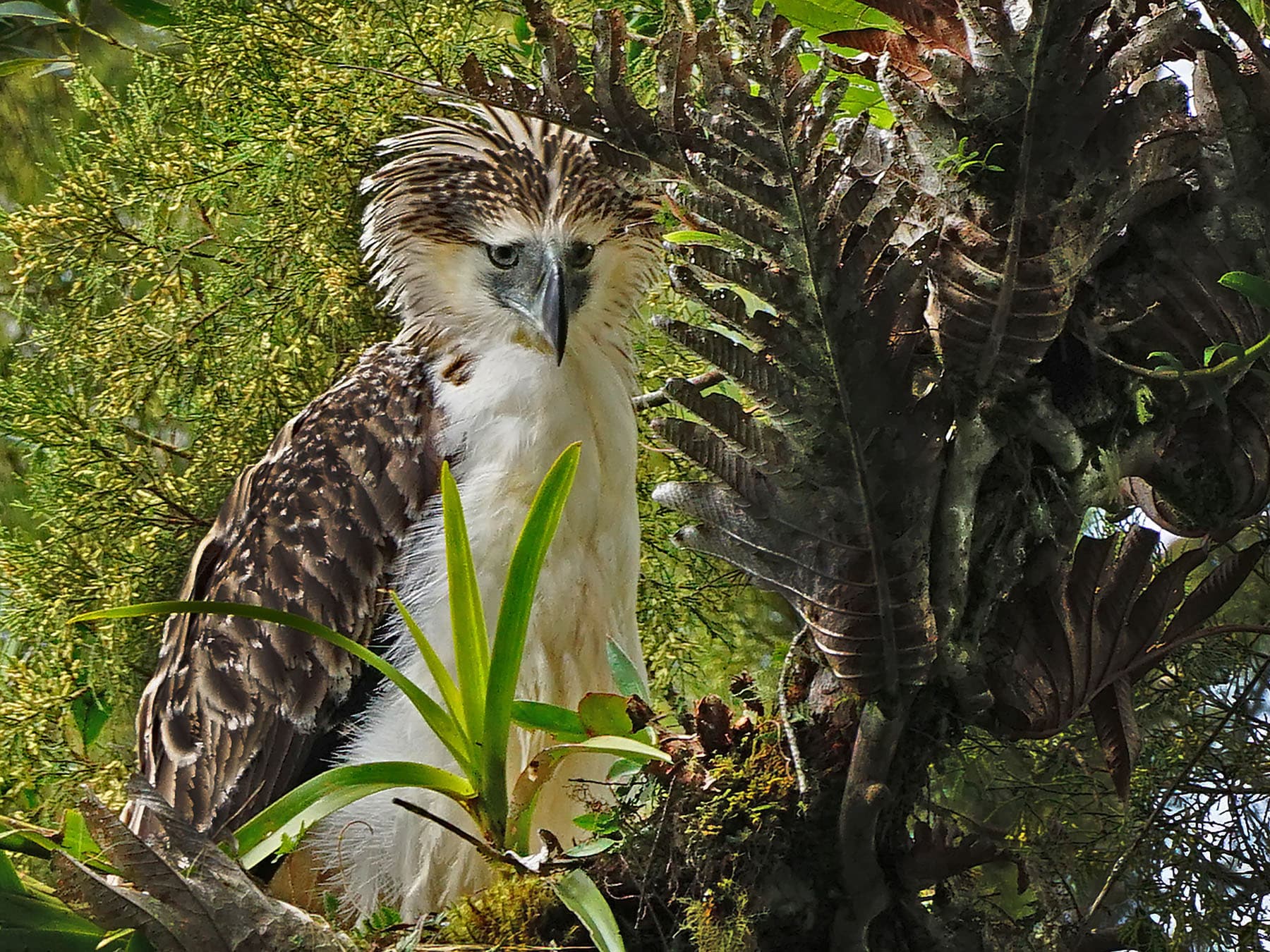 Philippine Eagle perching in a tree