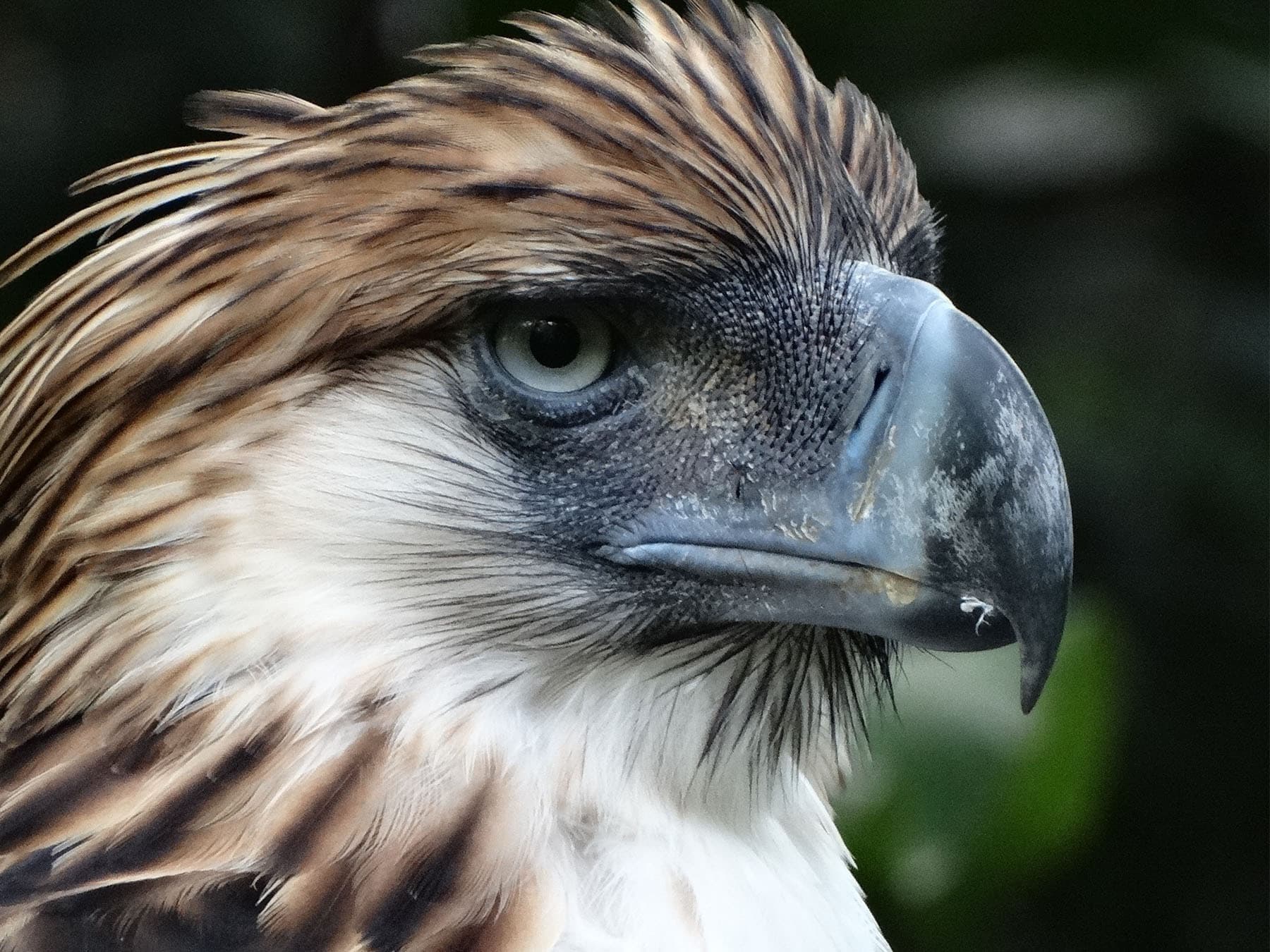 Portrait of a Philippine Eagle