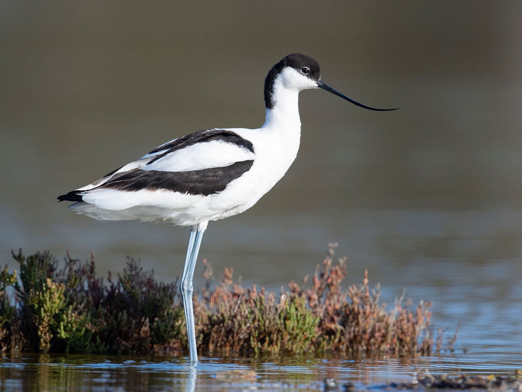 Close up of a Pied Avocet