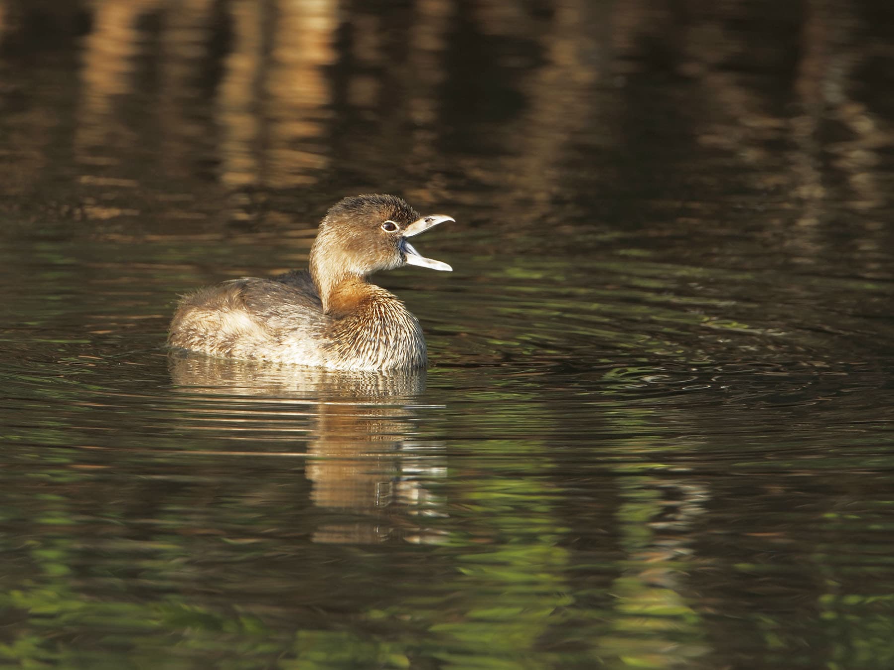 Pied-billed Grebe swimming in the lake during the early morning calling