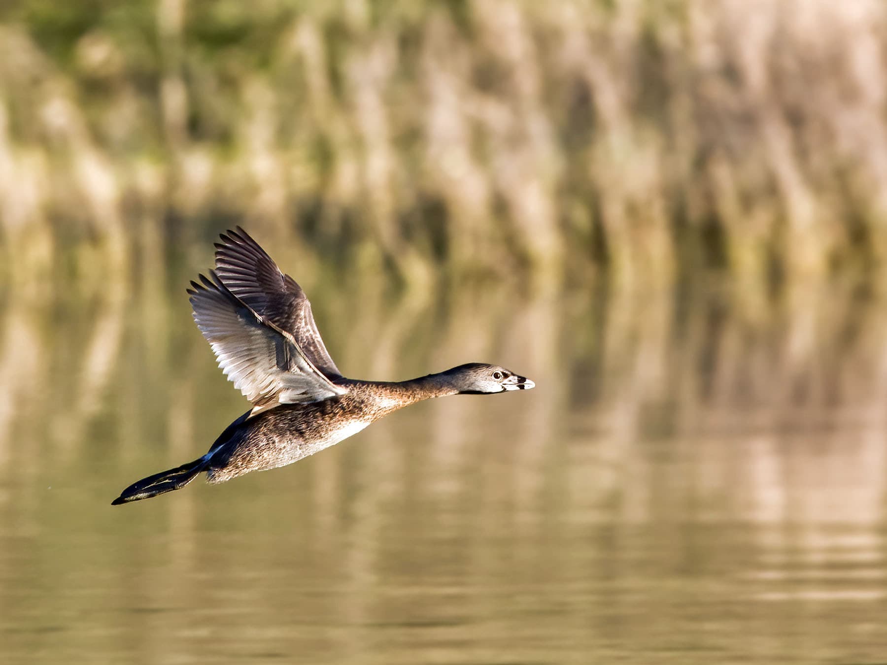 Pied-billed Grebe in-flight