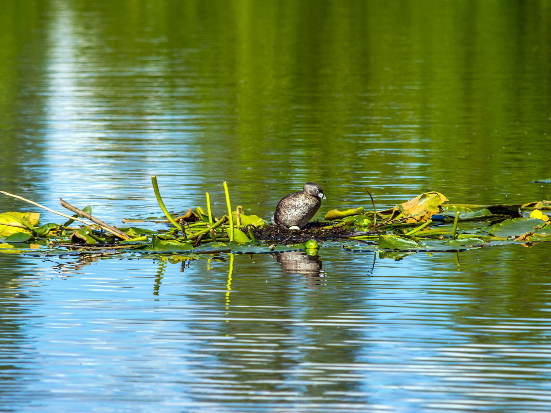 Pied-billed Grebe sitting on the nest with one egg showing