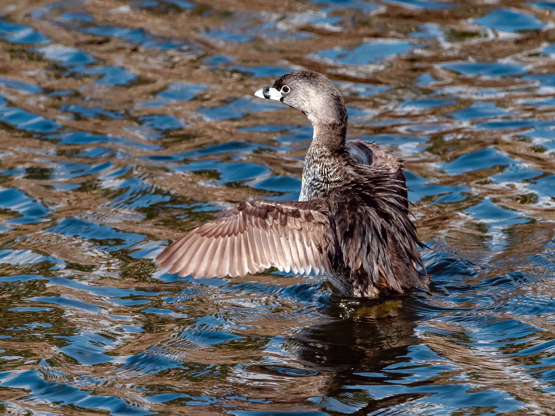Pied-billed Grebe rising up from the water