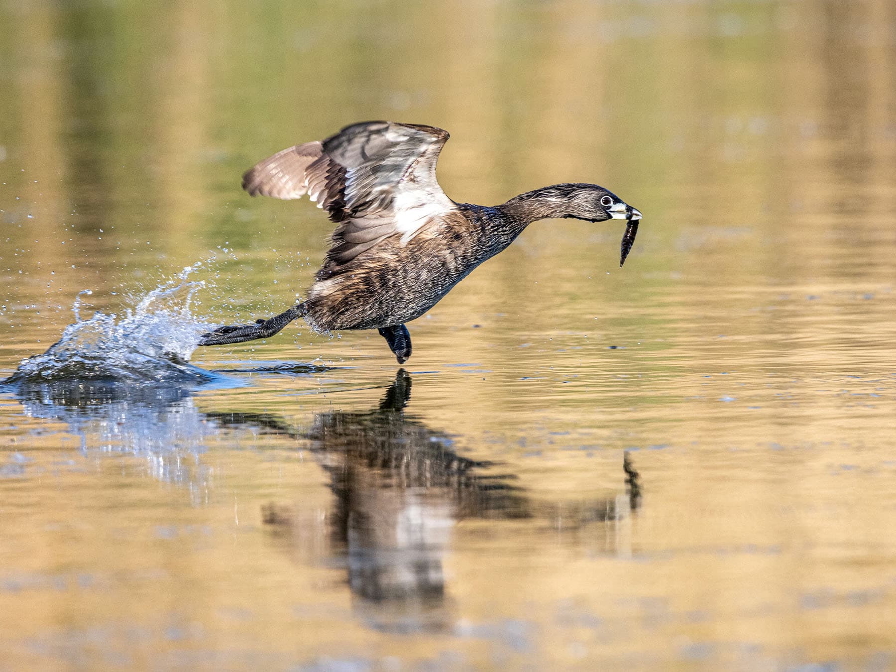 Pied-billed Grebe running on the water preparing to take off