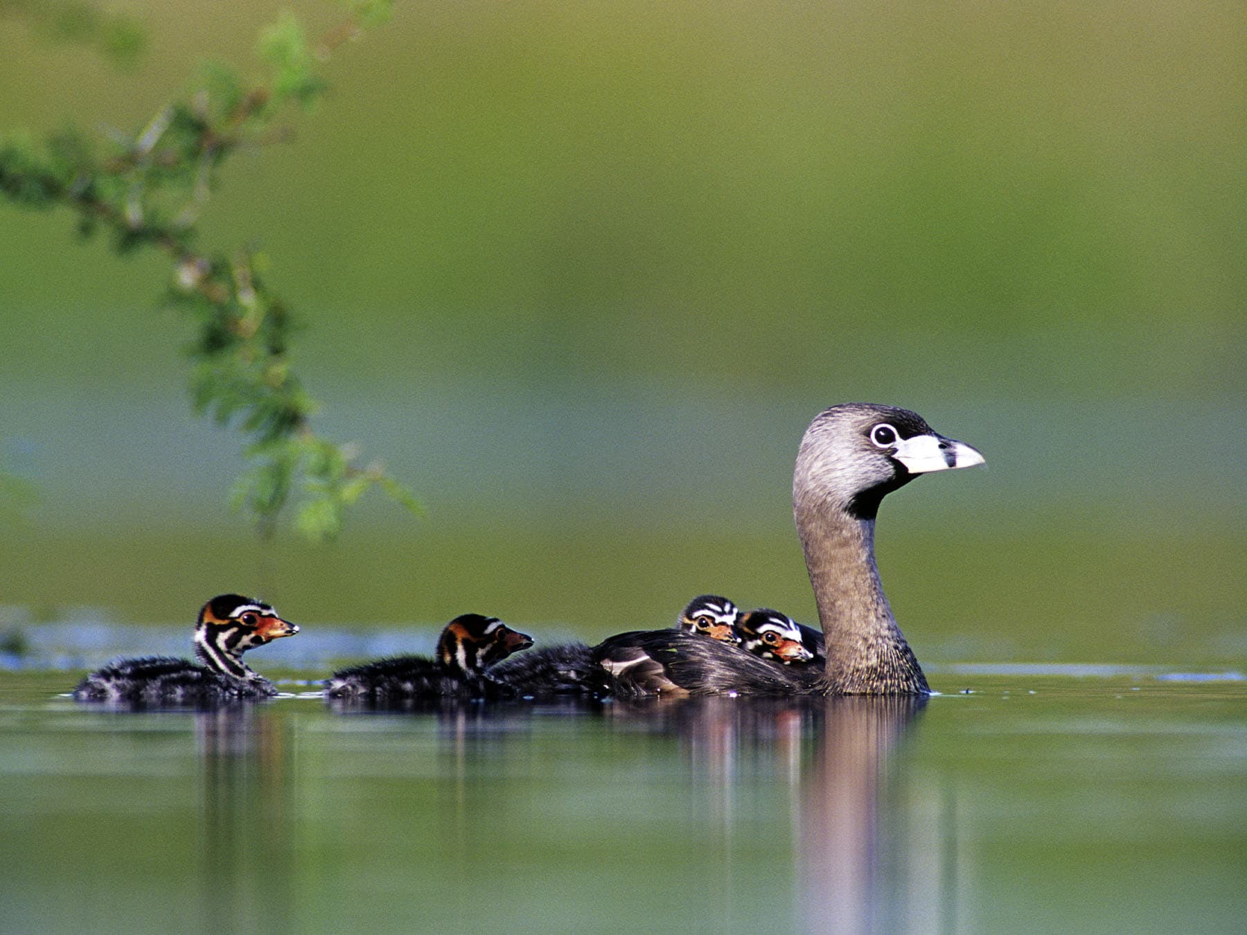 Pied-billed Grebe swimming with her young