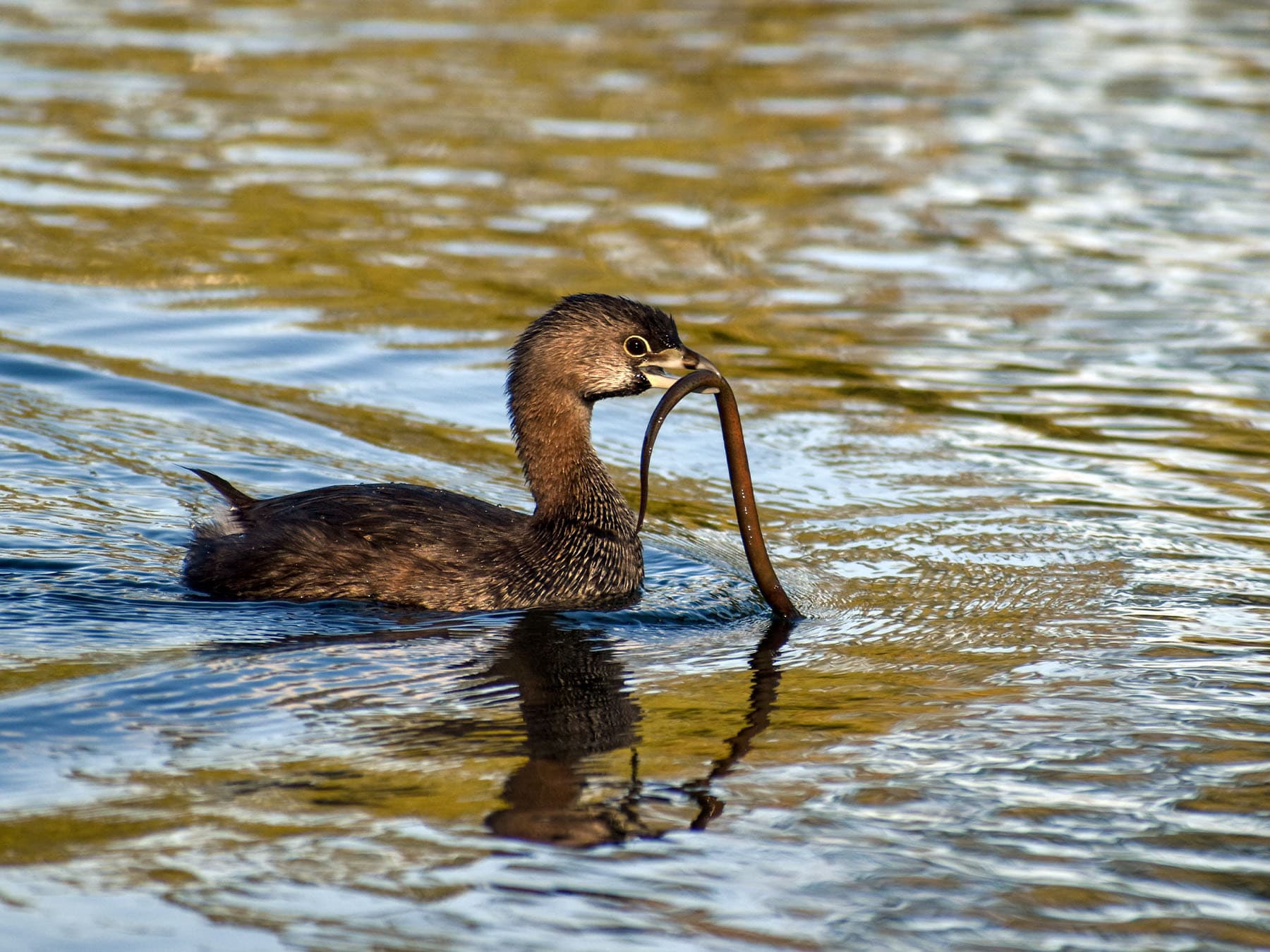 Pied-billed Grebe with an eel in its beak