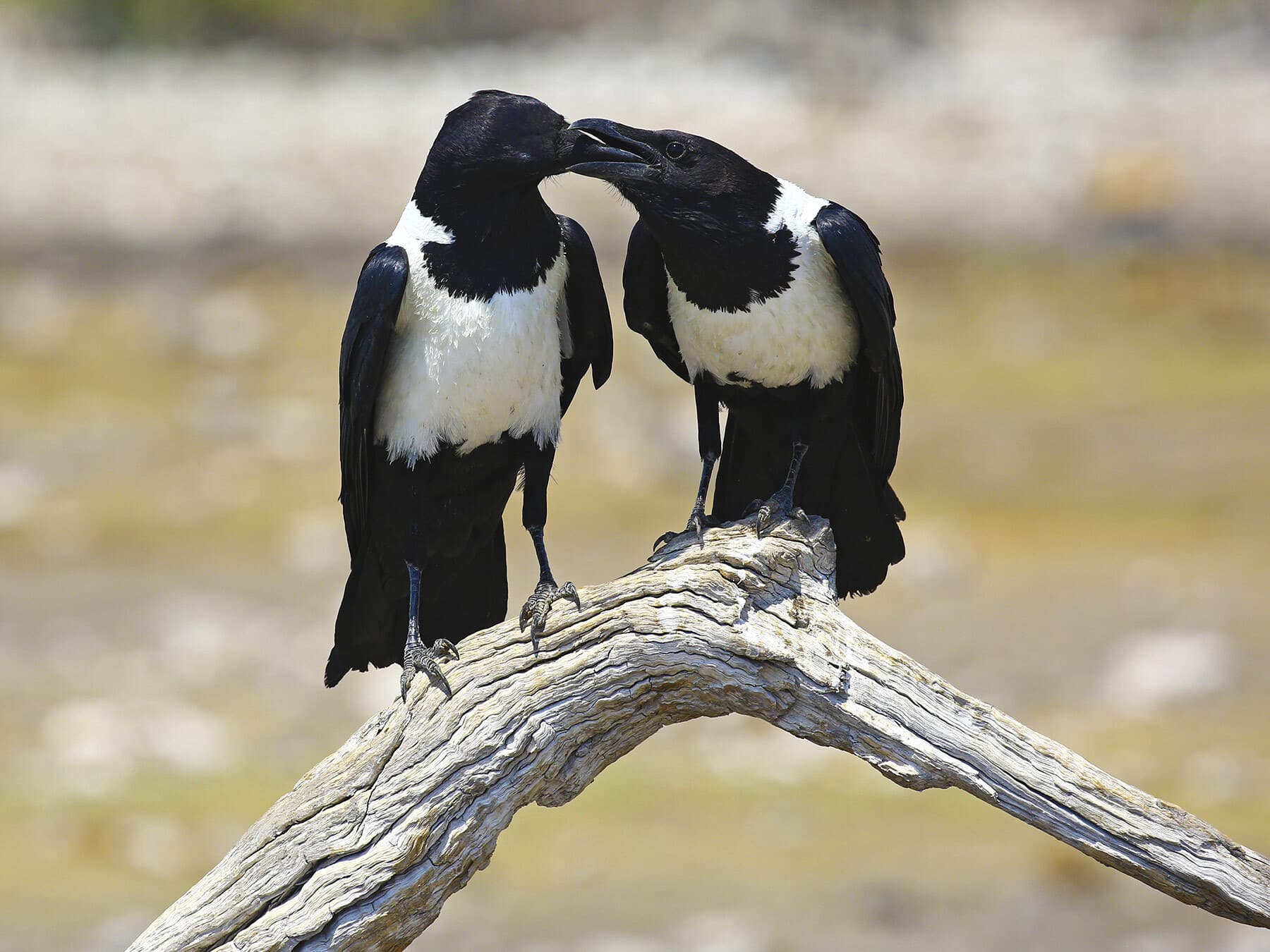 Pied crow feeding juvenile