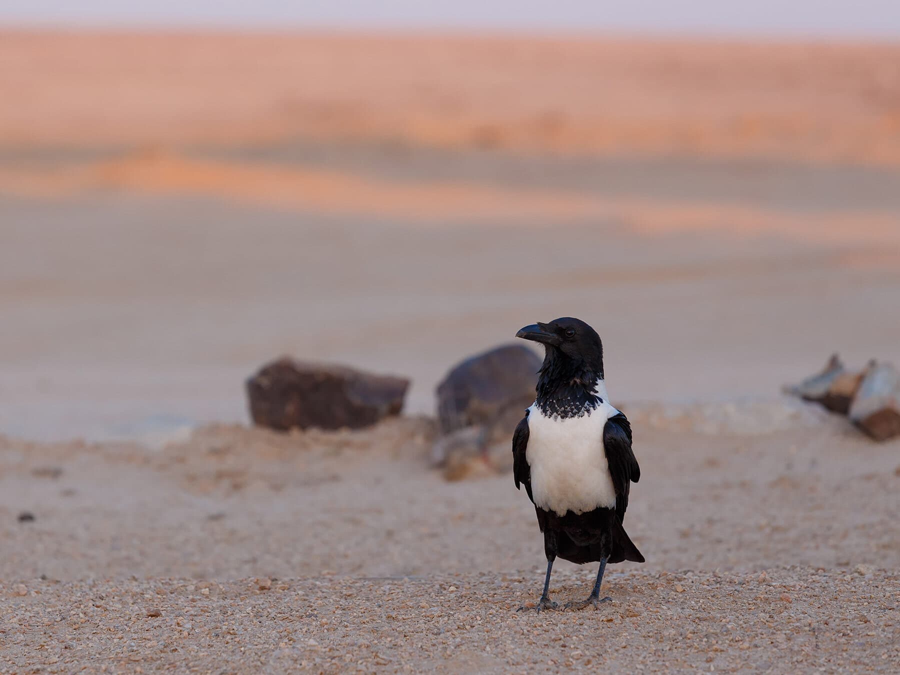 Pied crow in the desert