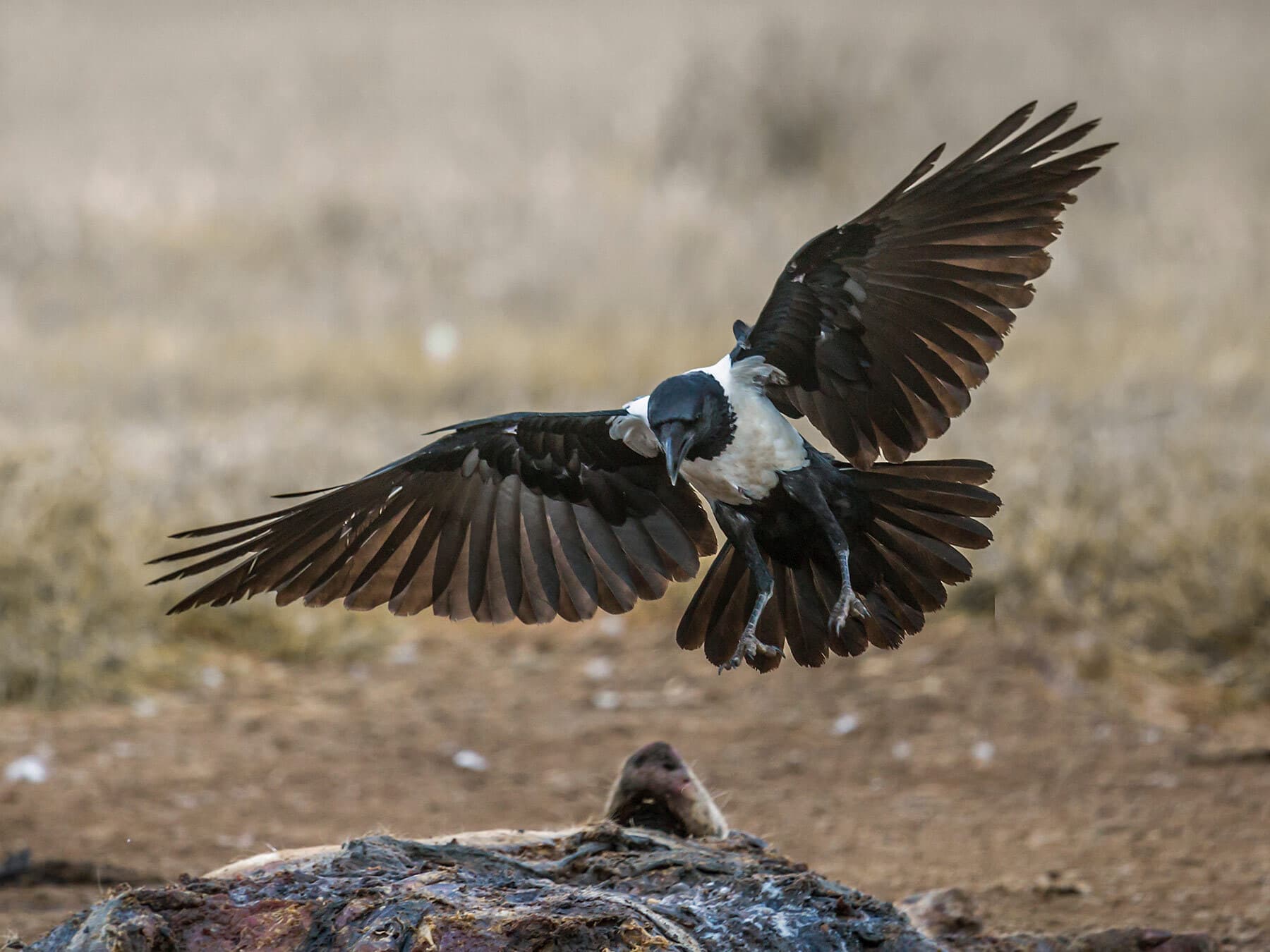 Pied Crow in flight over a carcass