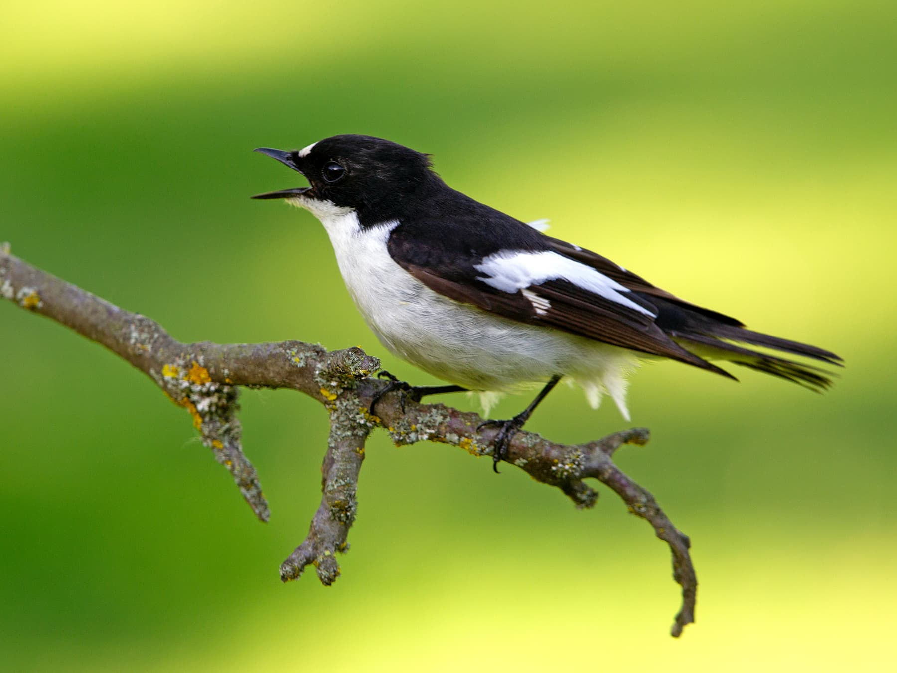 Pied Flycatcher in song