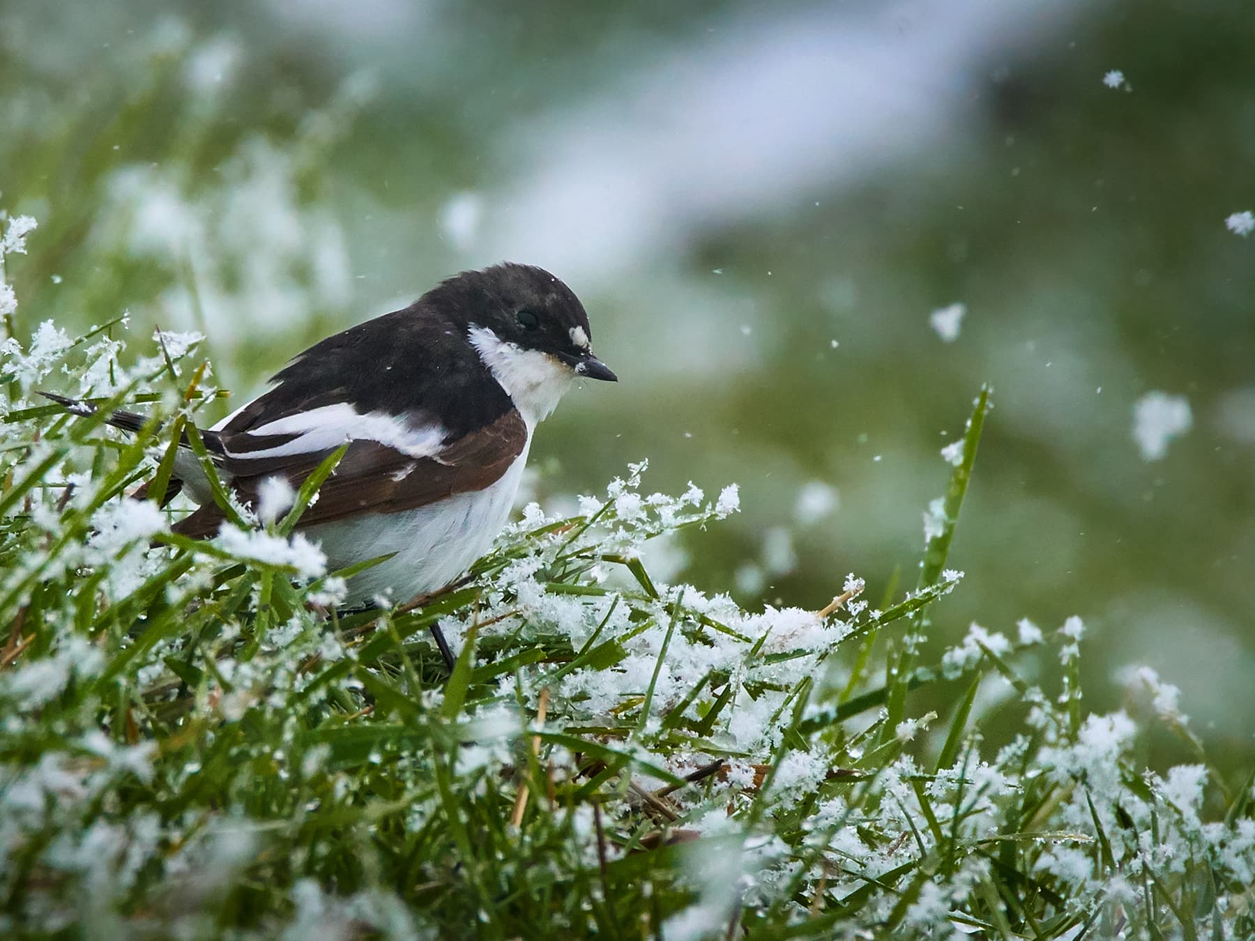 Pied Flycatcher in the snowy grass during the winter