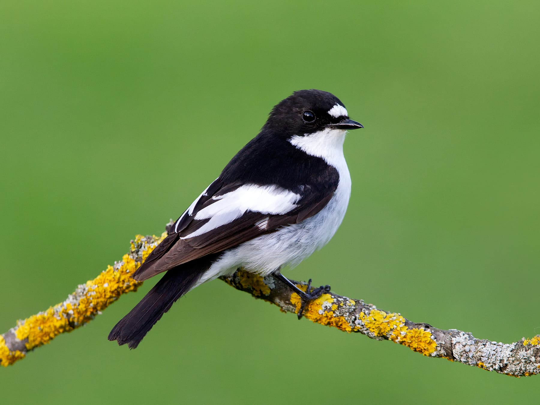 Male Pied Flycatcher