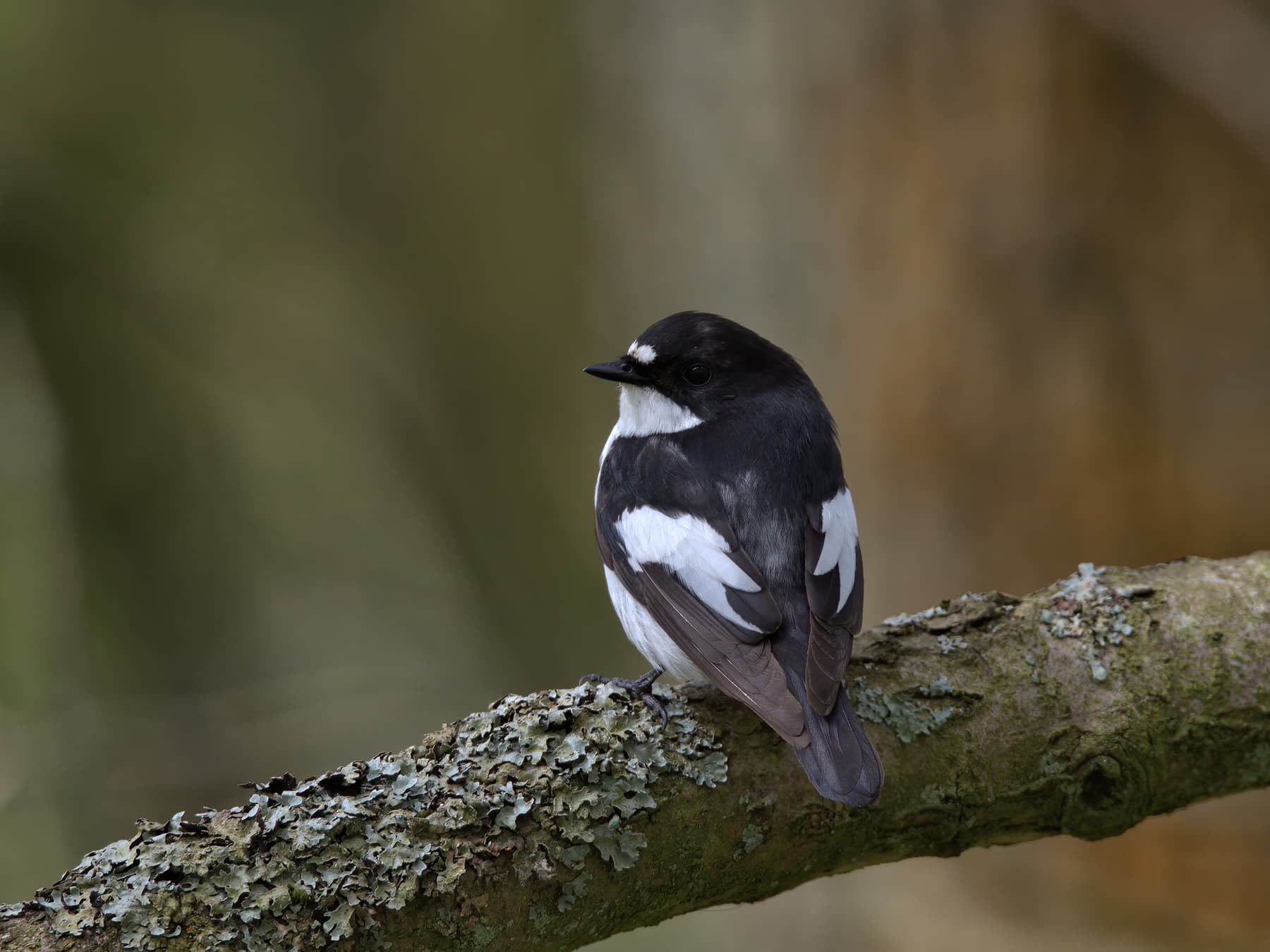 Pied Flycatcher perched on a branch