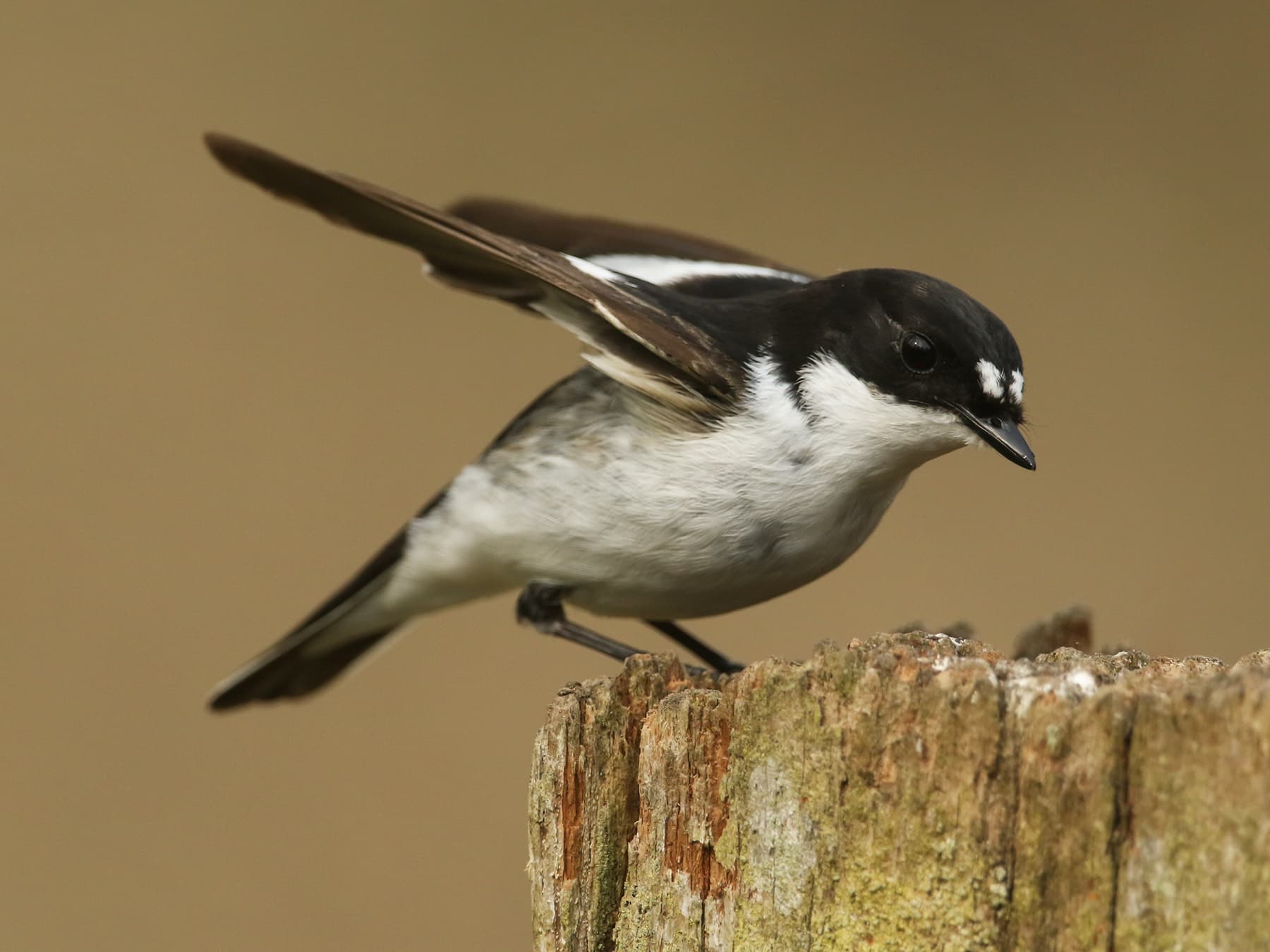Pied Flycatcher searching for food