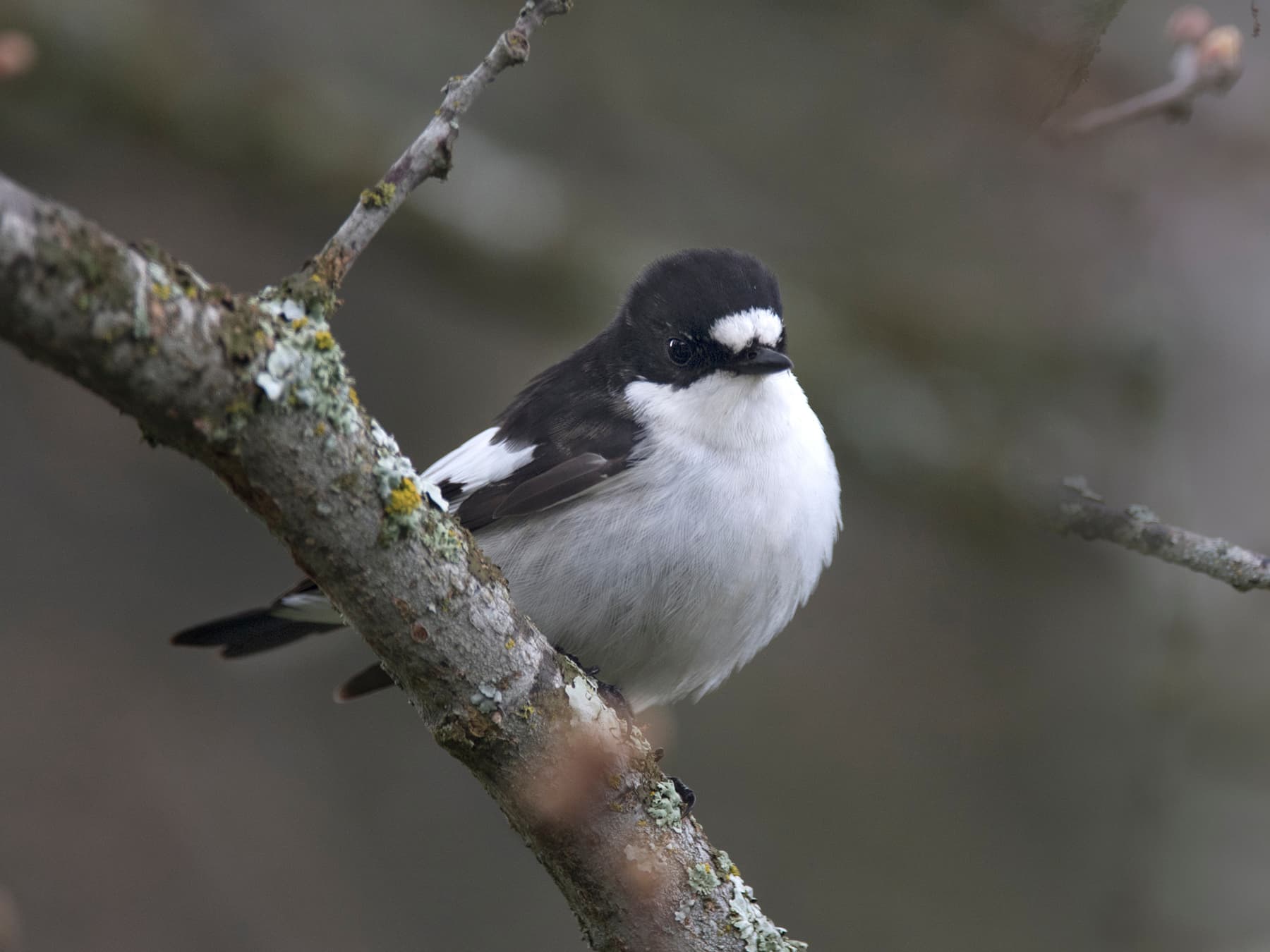 Pied Flycatcher perching on a branch in its natural habitat