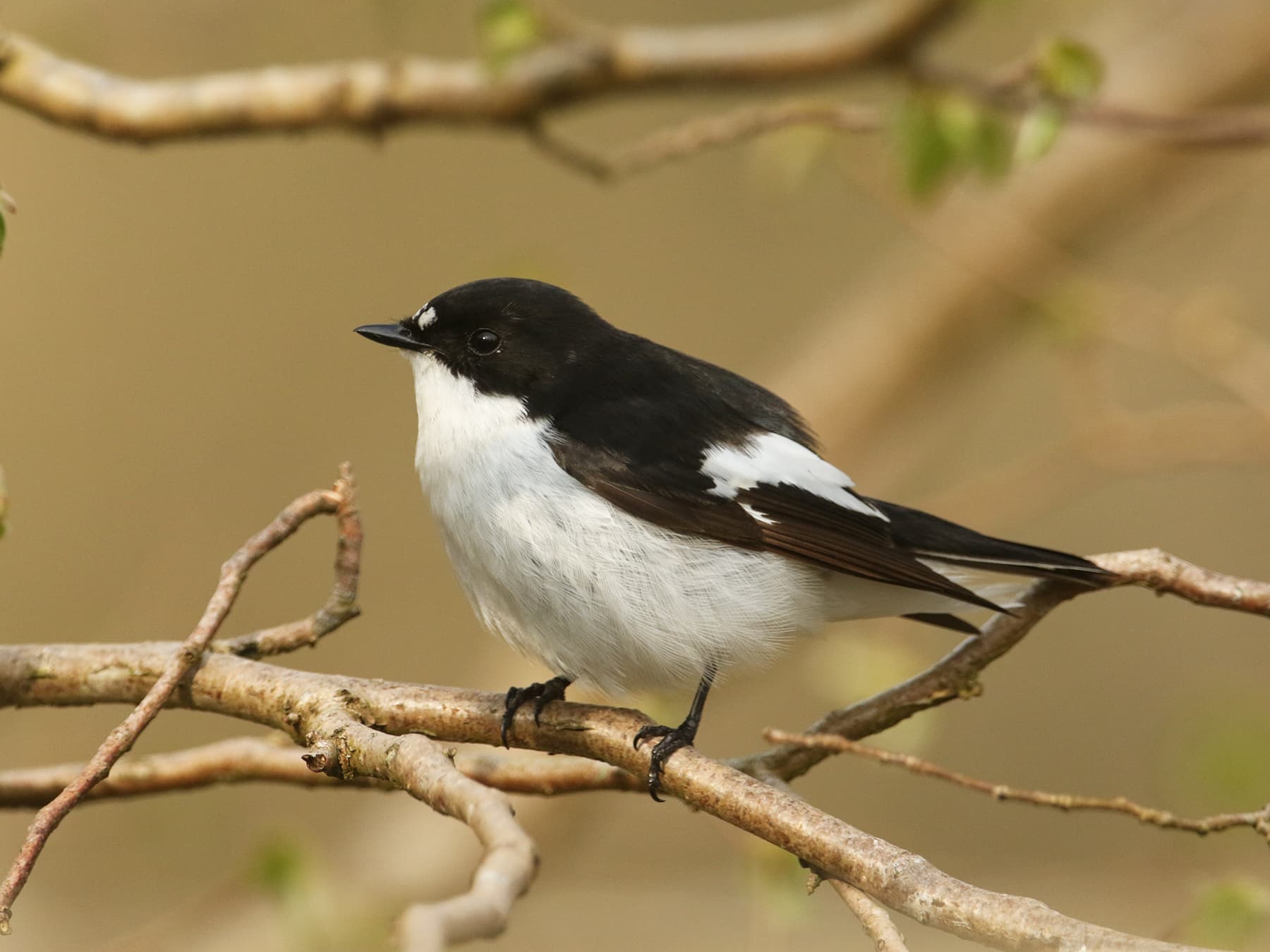 European Pied Flycatcher