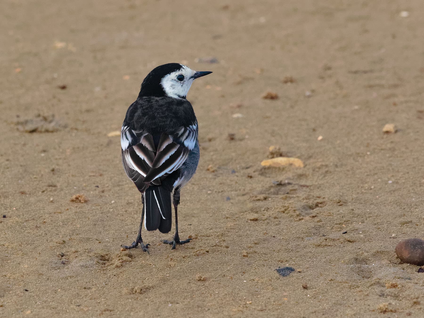 Pied Wagtail from behind, with wing and tail detail