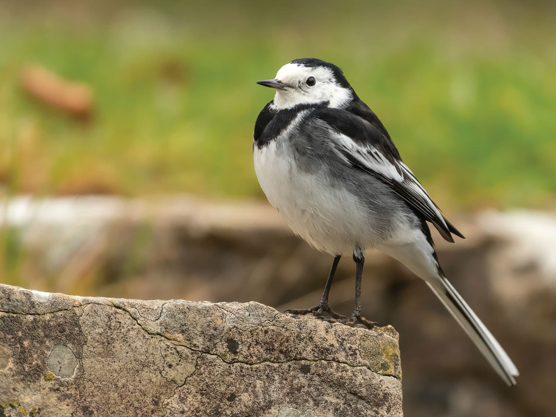 Close up of a perched Pied Wagtail