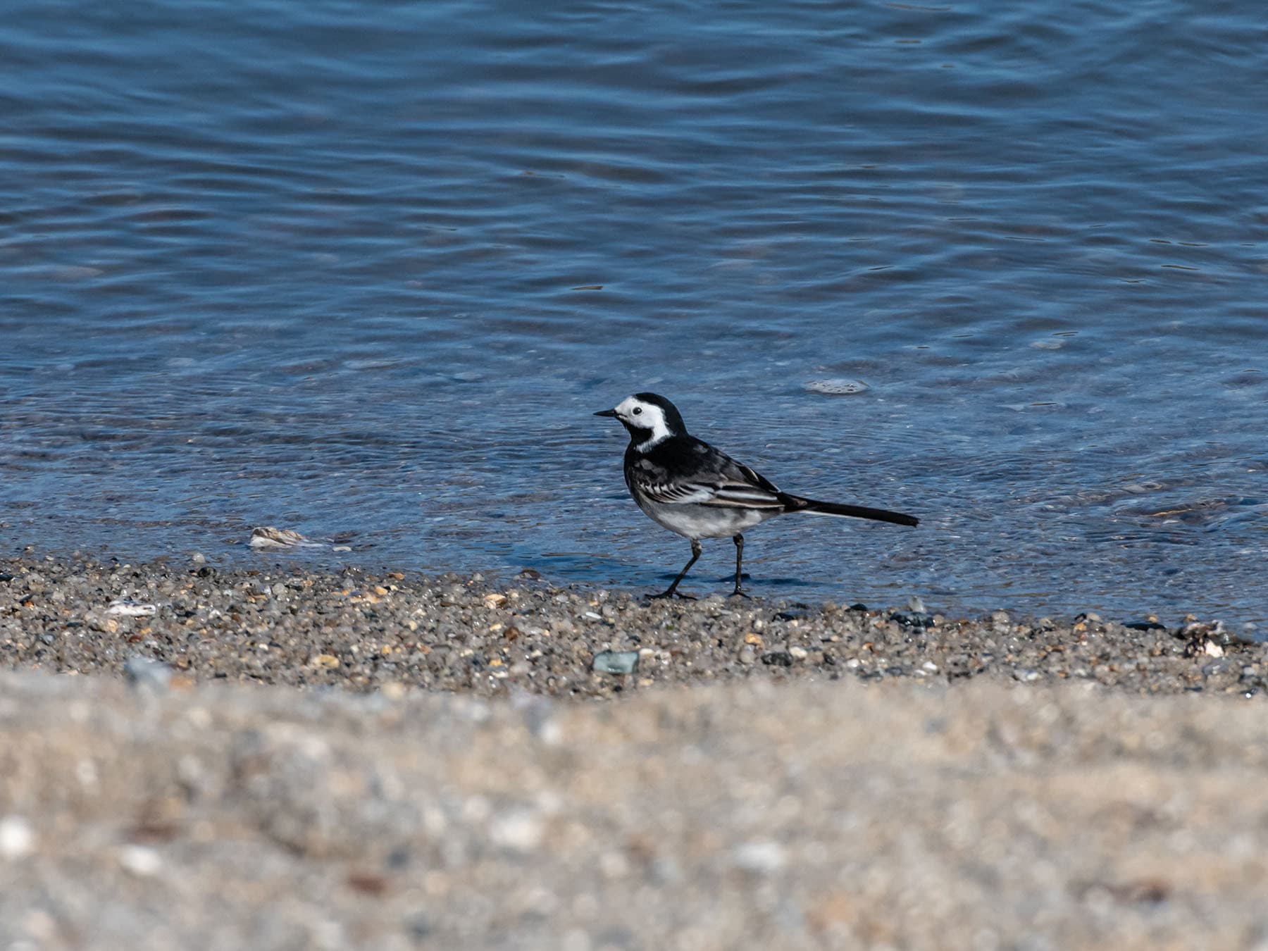 Pied Wagtail foraging for food on a beach, Cornwall, UK