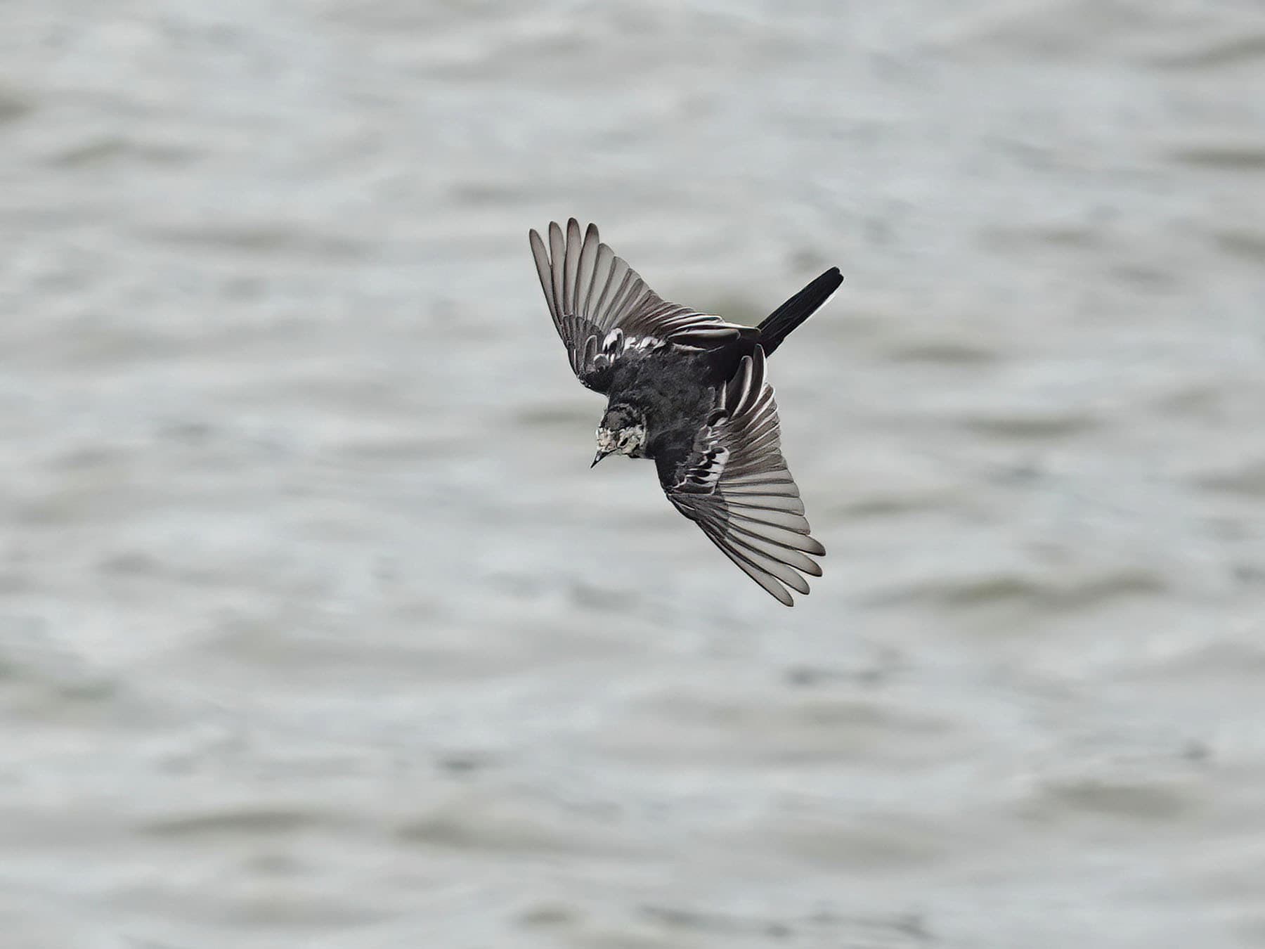 Pied Wagtail in flight