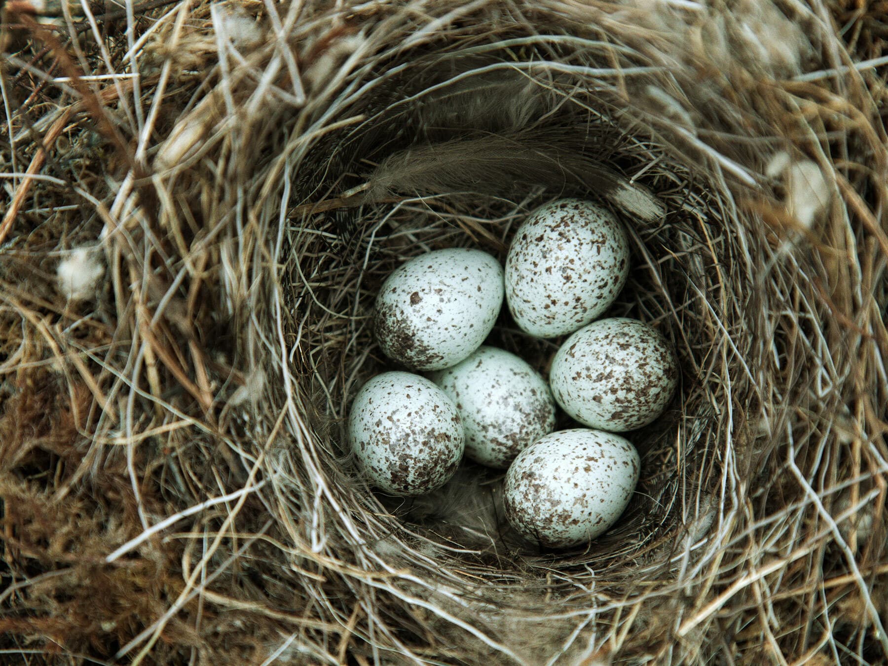 Pied Wagtail nest with eggs