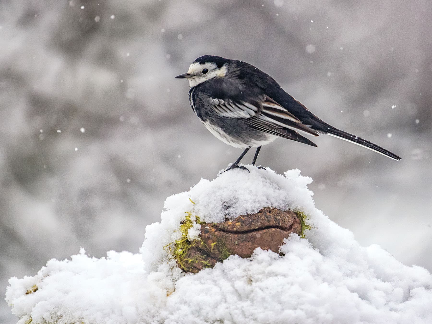 Pied Wagtail perched during the winter snow