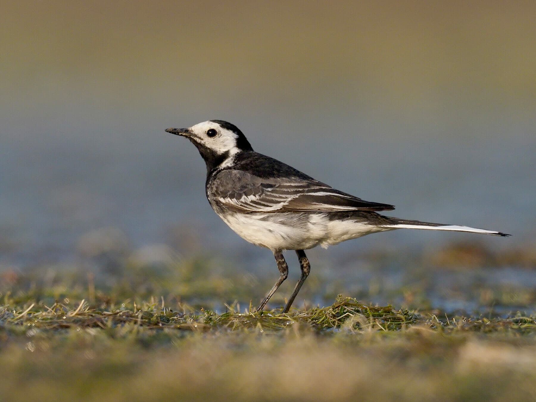 Close up of a Pied Wagtail in its natural habitat