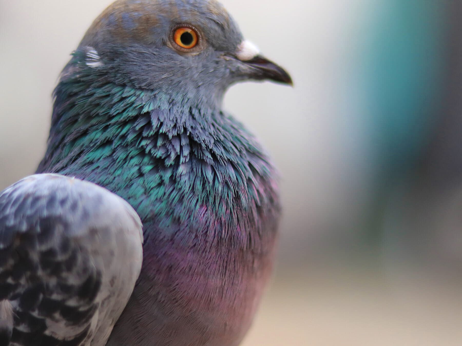 Pigeon close up
