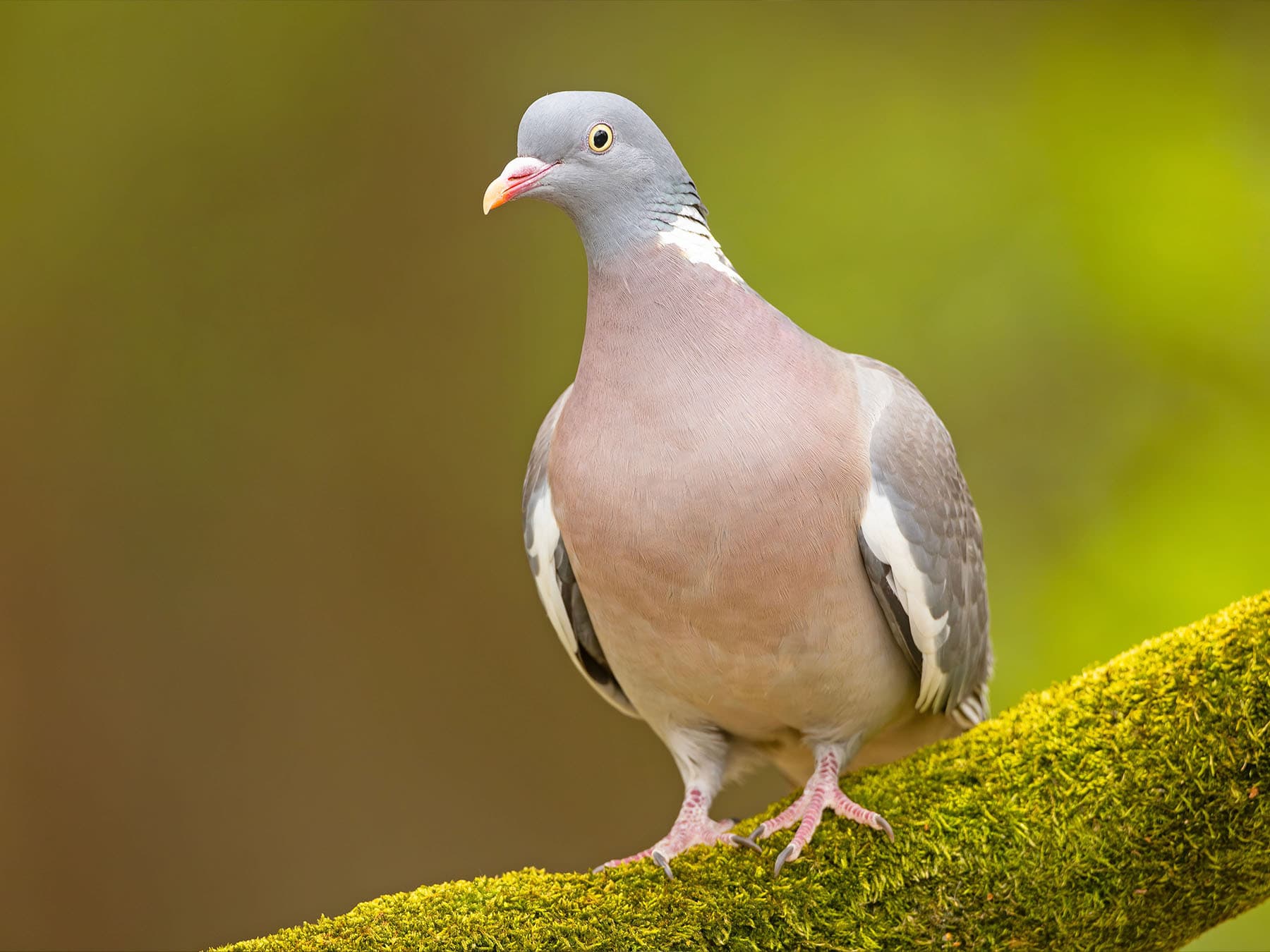 Pigeons and Doves of the UK: A Guide