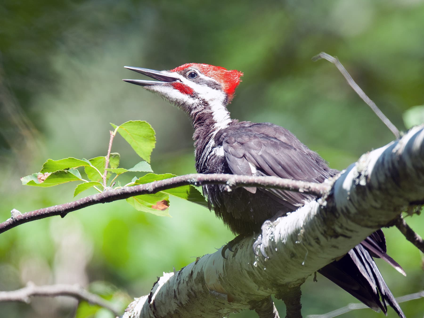 Pileated Woodpecker calling to his mate