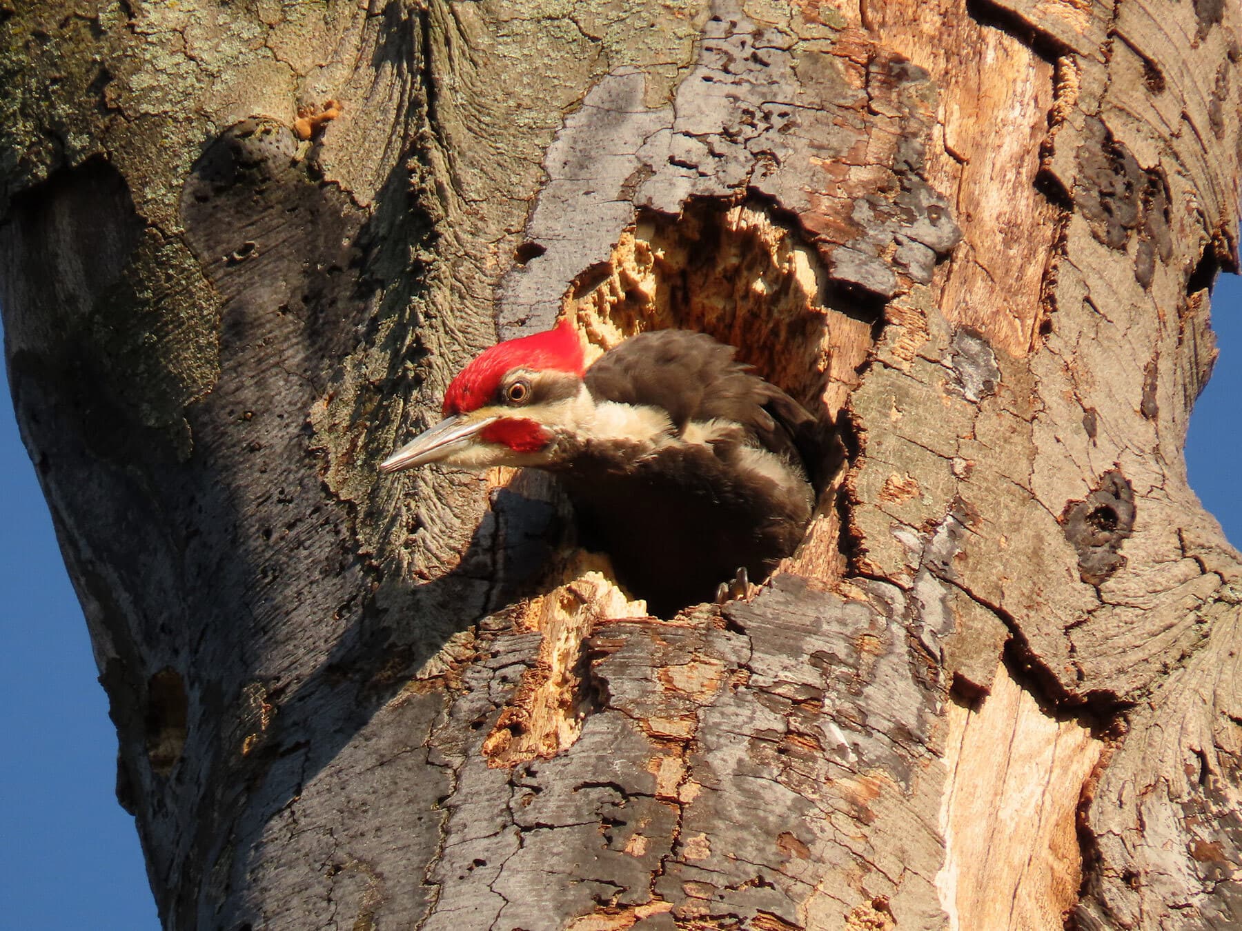 pileated-woodpecker-nesting-a-complete-guide-birdfact