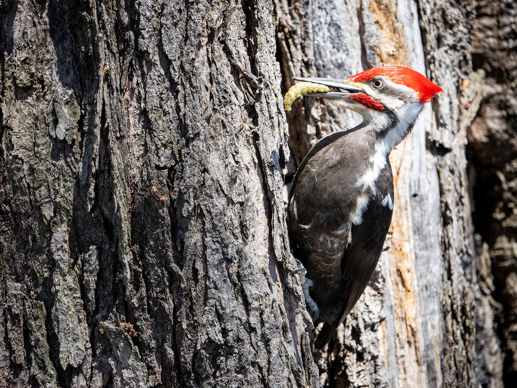 Pileated Woodpecker feeding on a grub