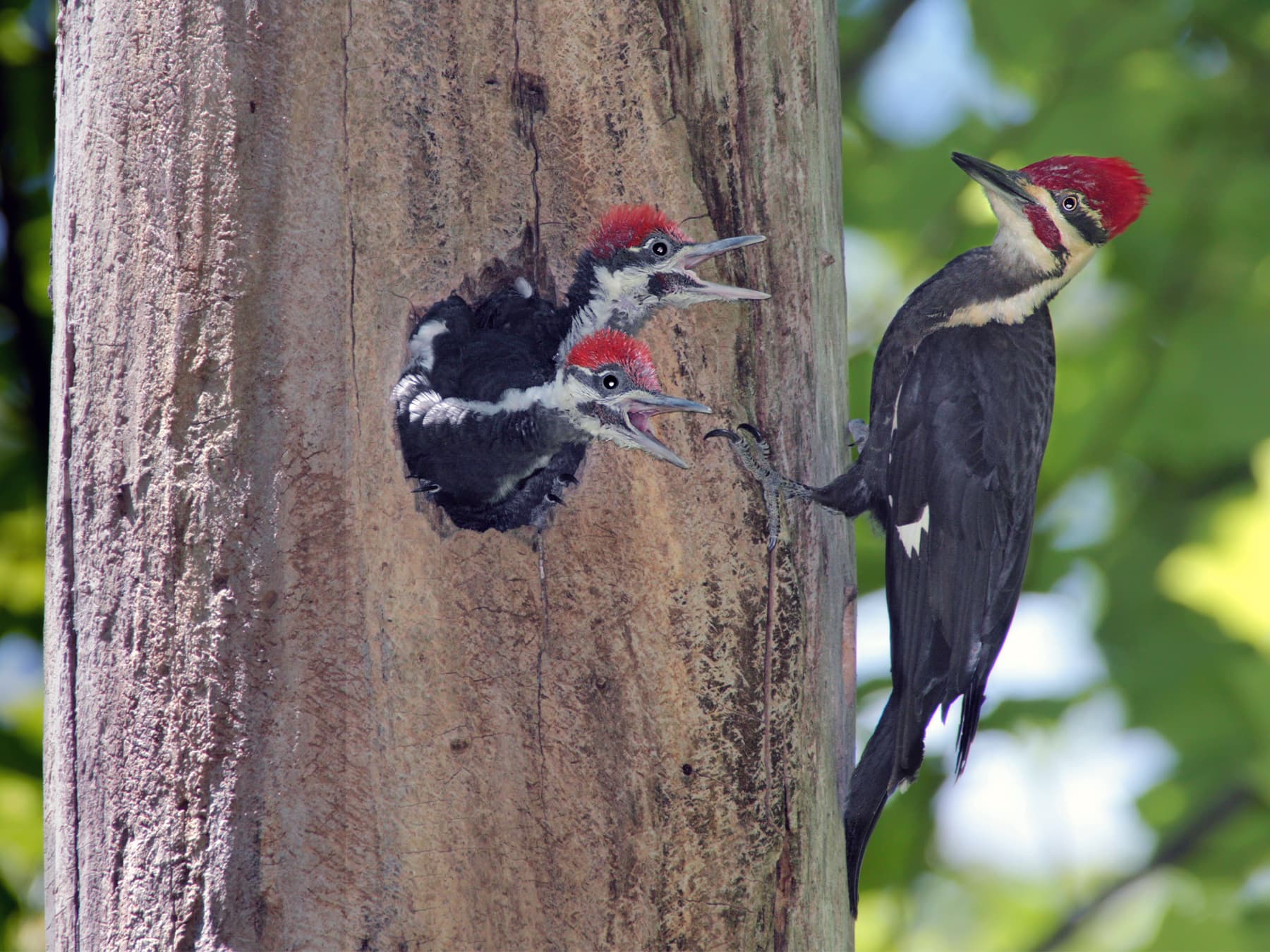 Pileated Woodpecker at the nest hole feeding his young