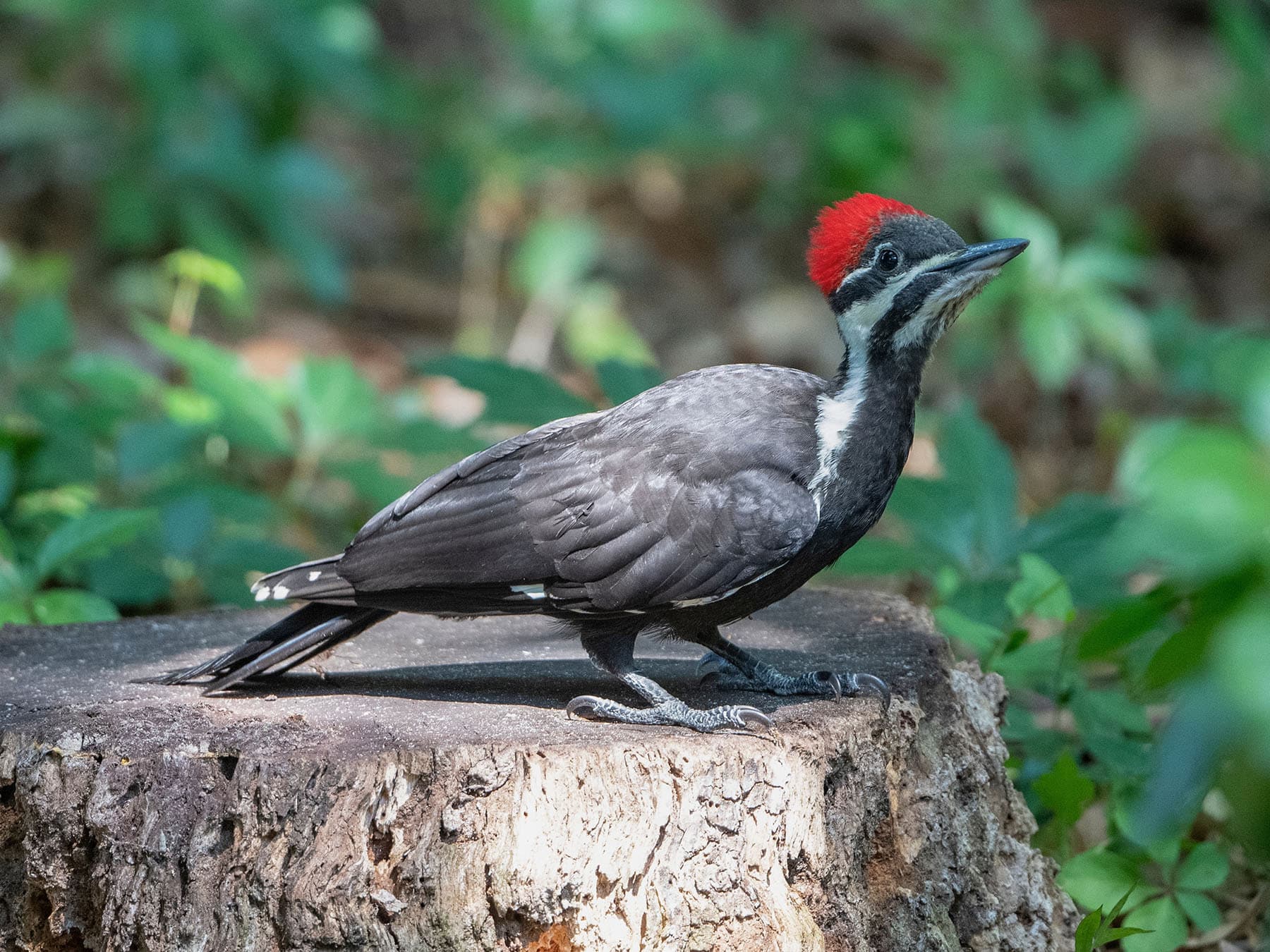 Pileated woodpecker fledgling