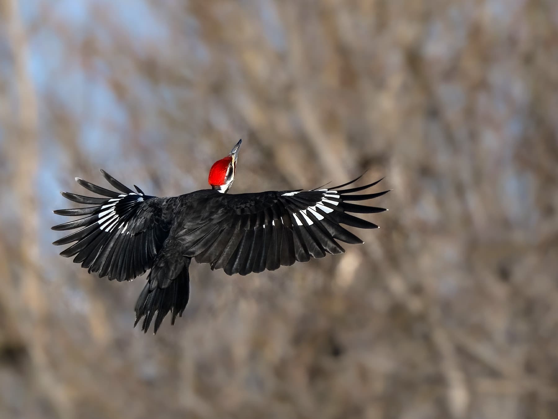 Pileated Woodpecker in-flight in woodland