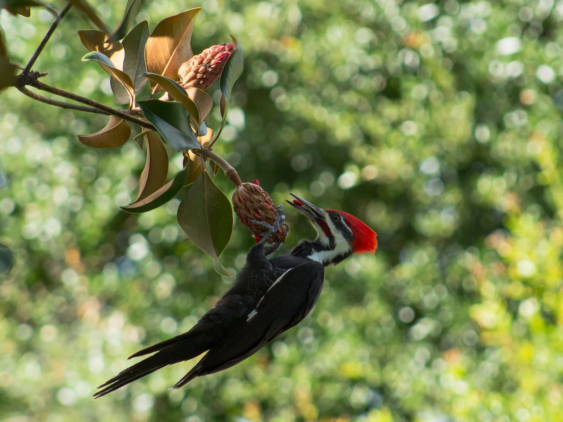 Pileated woodpecker magnolia tree