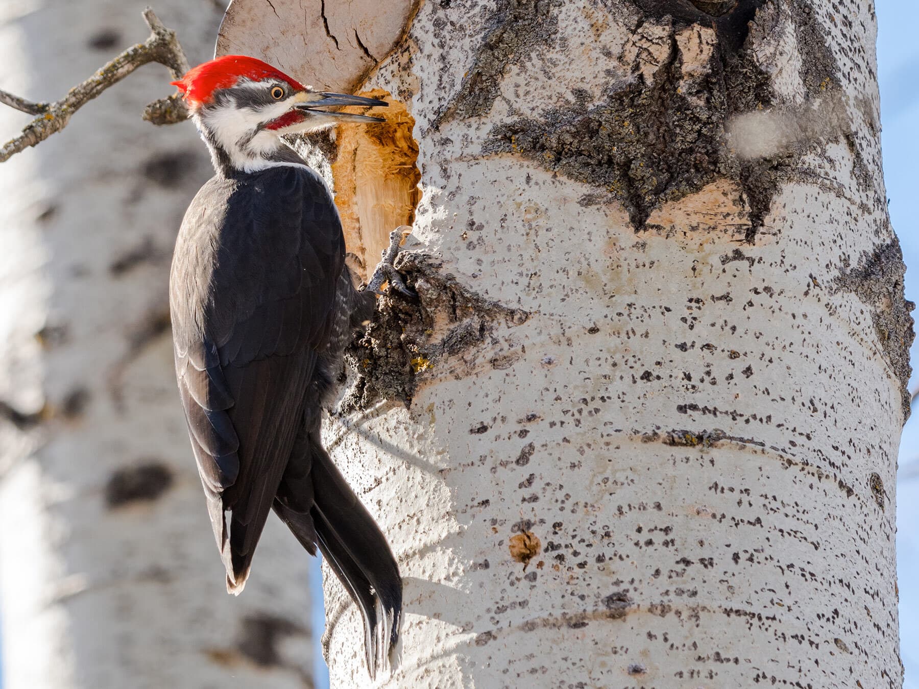 Pileated woodpecker male building nest