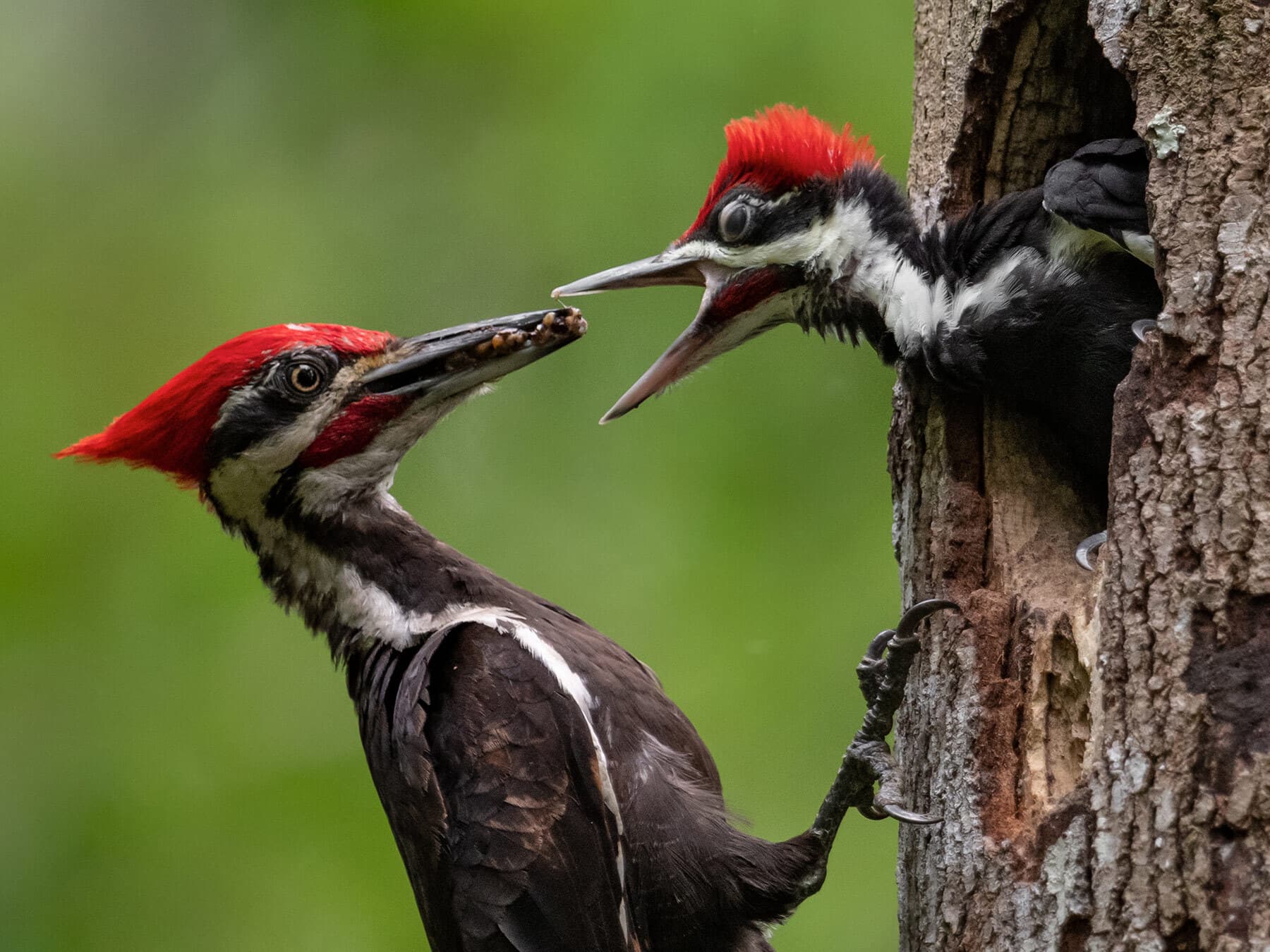 Pileated woodpecker nest chick
