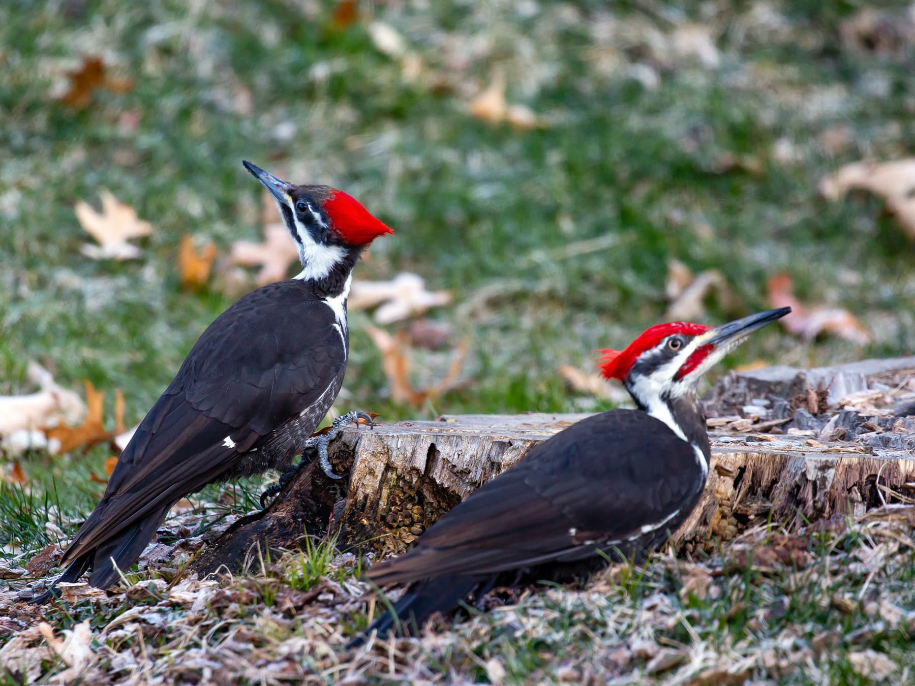 Pileated Woodpeckers, Female (left) and Male (right)